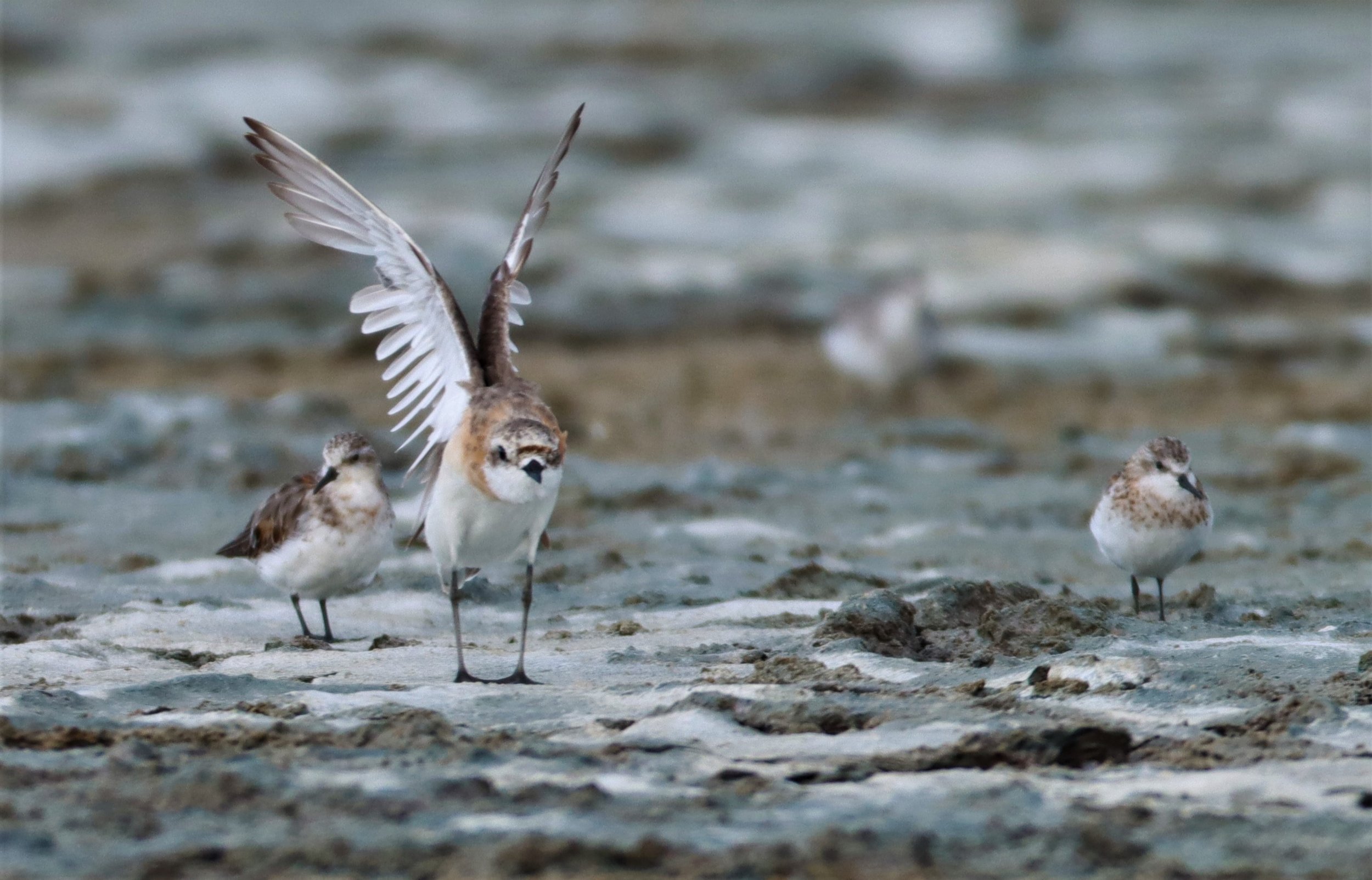 PLOVER - LESSER SAND PLOVER - Charadrius mongolus - WITH RED-NECKED STINTS - KHLONG TAMRU CHONBURI (4).jpg