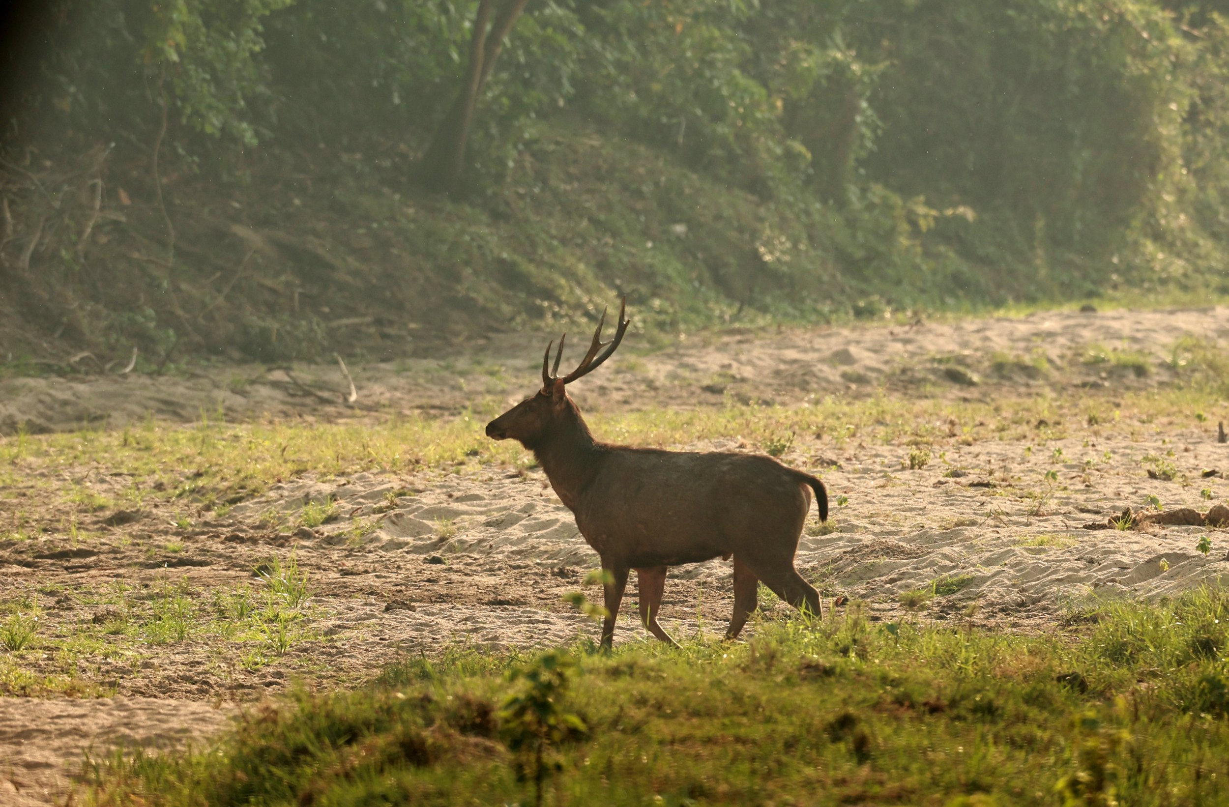 The Sambar deer (Rusa unicolor)