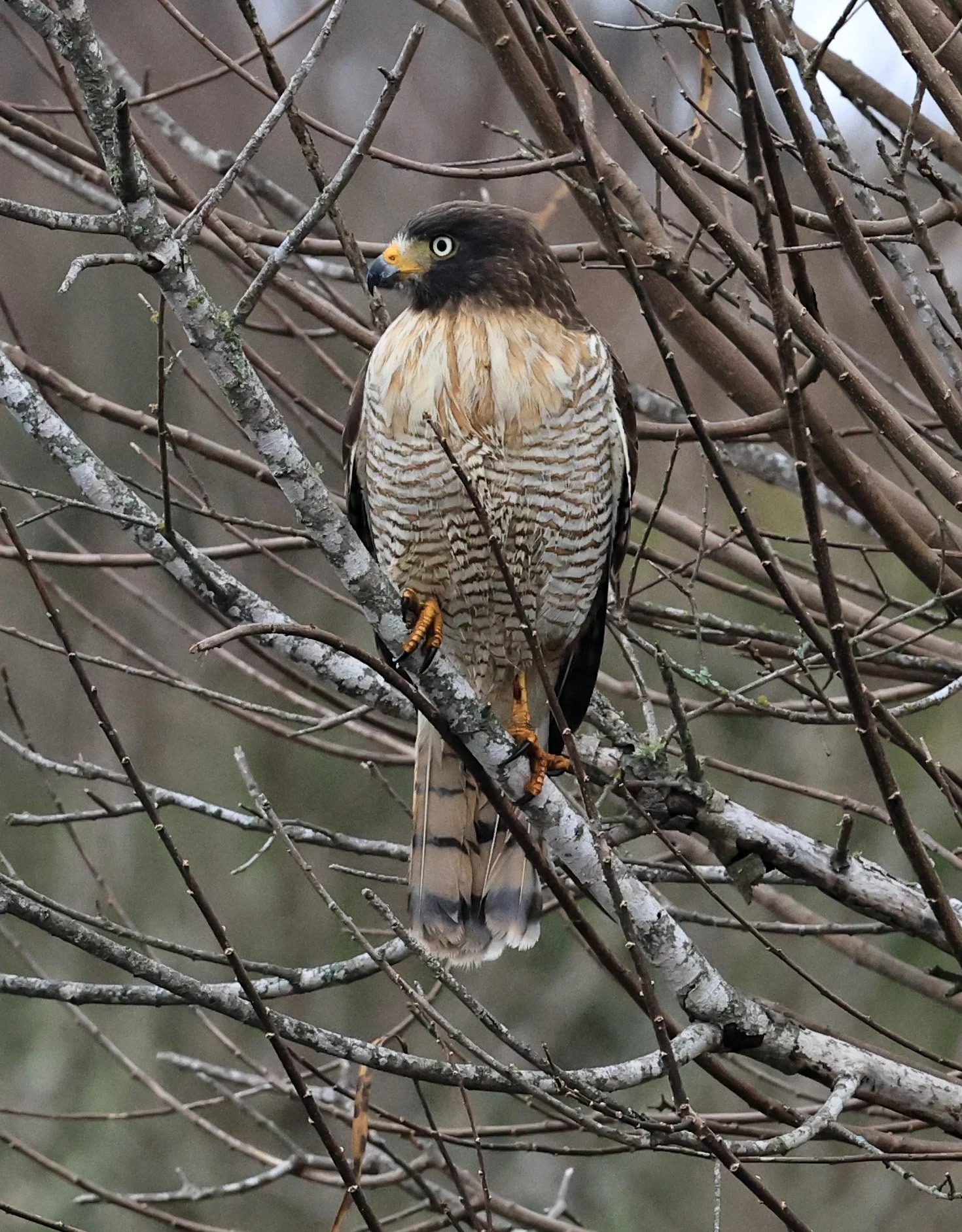 Roadside Hawk (Rupornis magnirostris) El Palmar National Park, Entre Rios, Argentina (17).jpg