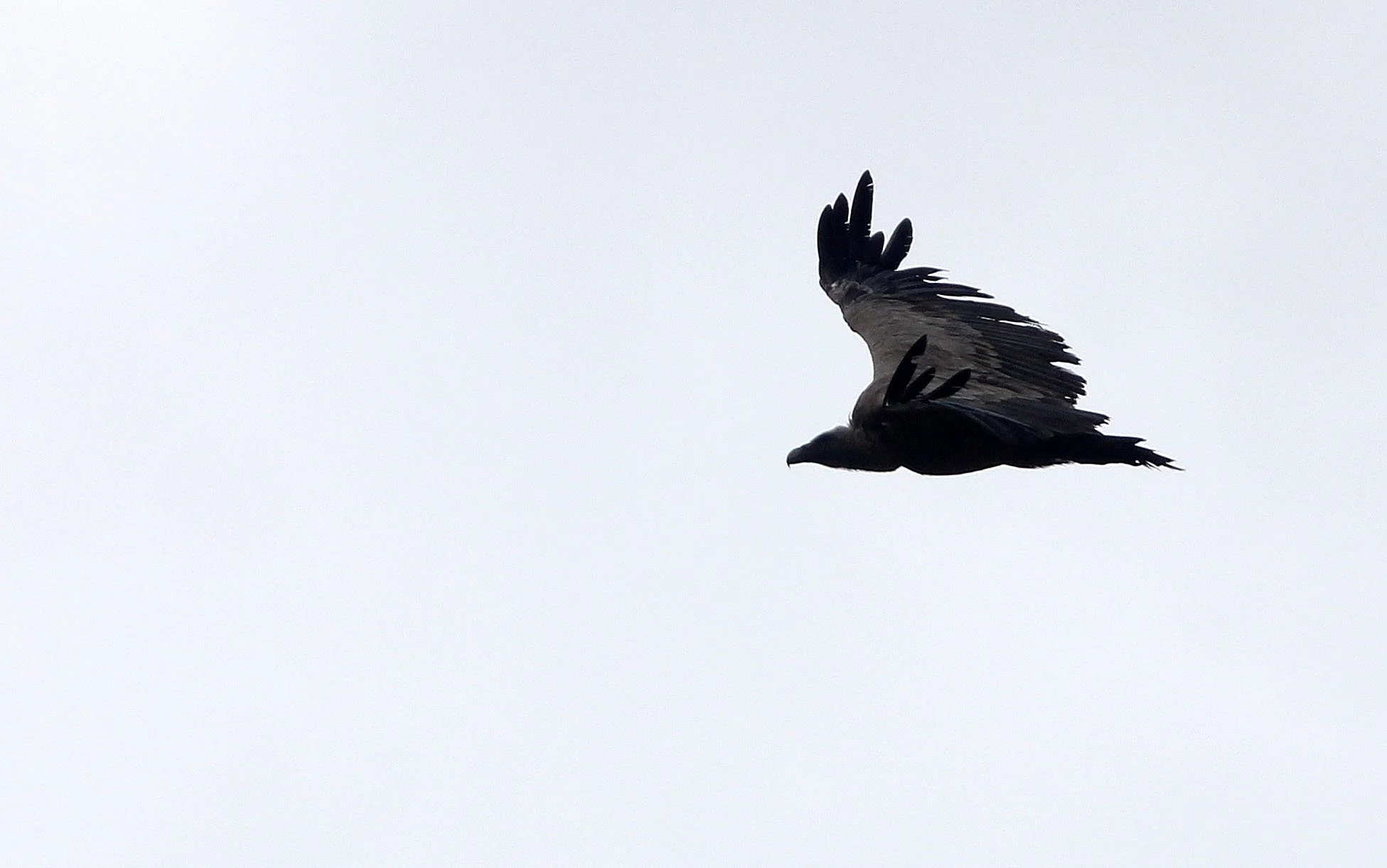 Gyps fulvus - GRIFFON (EUROPEAN GRIFFON) VULTURE - ARRENS MARSOUS PYRENEES NATIONAL PARK FRANCE (27).JPG