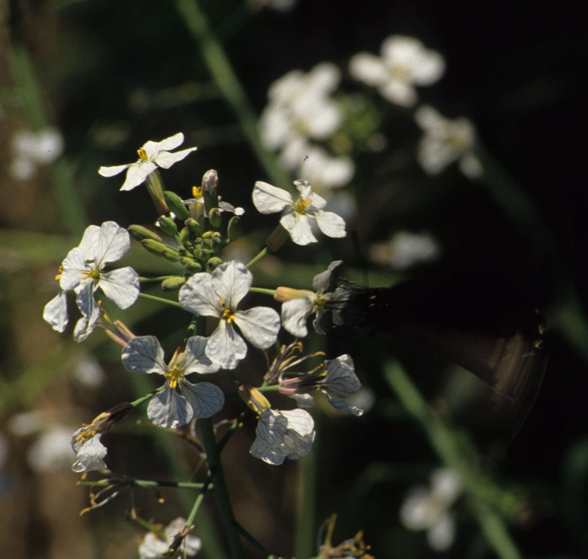 AMERICAN RIVER - RAPHANUS SATIVUS - WILD RADDISH A.jpg
