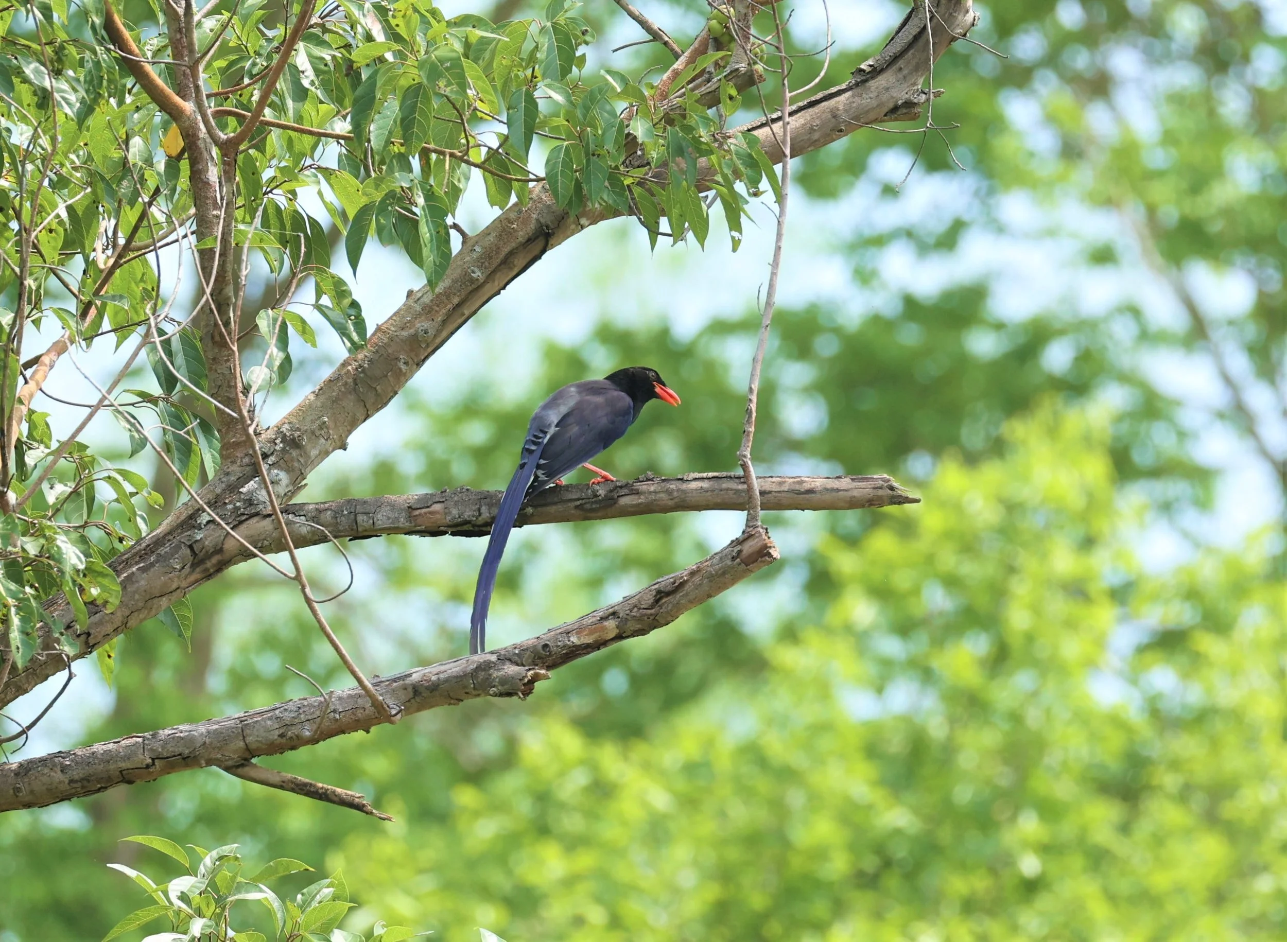 MAGPIE - BLUE MAGPIE - Urocissa erythrorhyncha - HUAI KHA KHAENG WILDLIFE SANCTUARY MAY 1 2022 (15).jpg