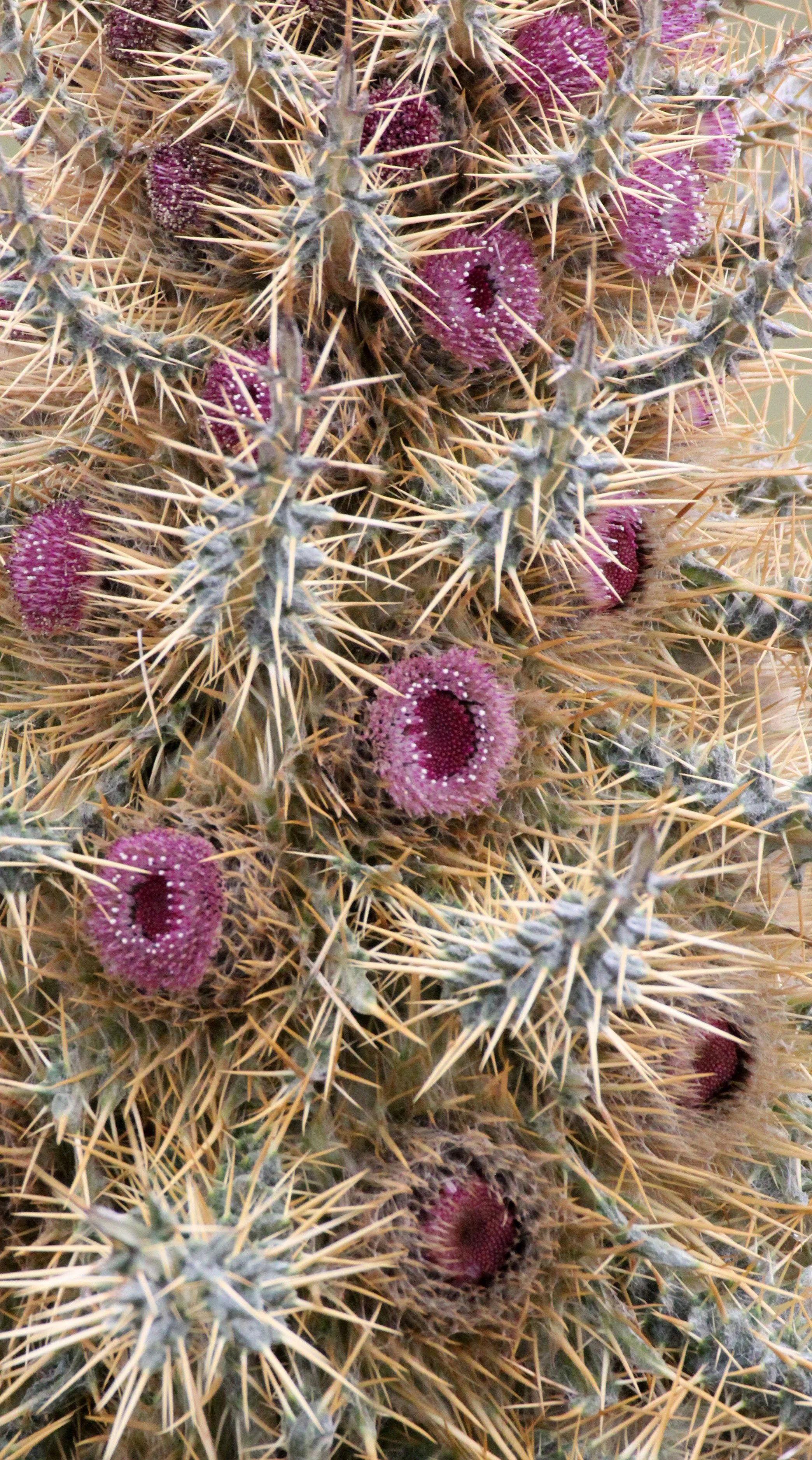 BALE MOUNTAINS NATIONAL PARK ETHIOPIA (80).JPG