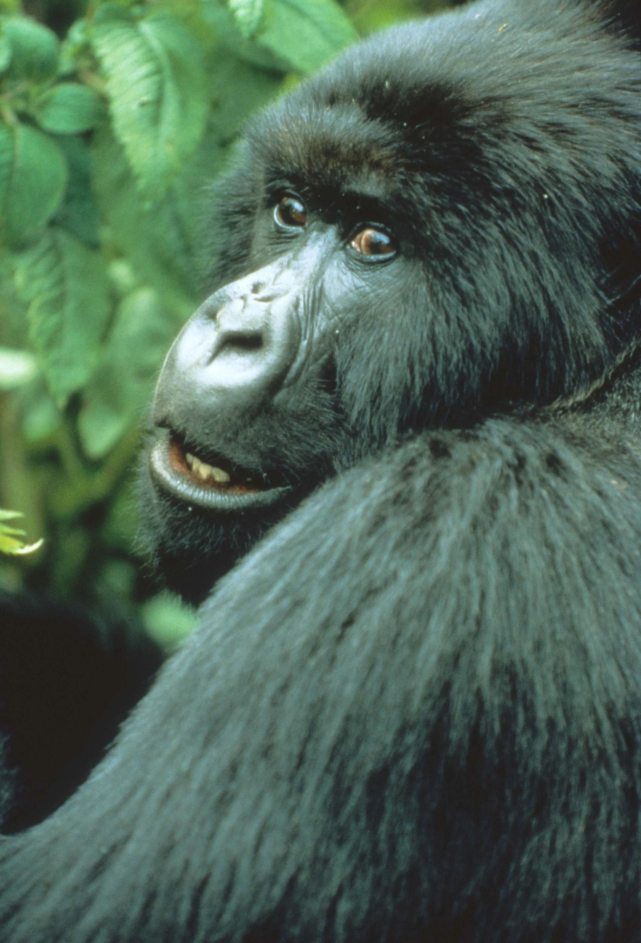 PRIMATE - GORILLA-RWANDA PARC DU VULCANS (23).jpg