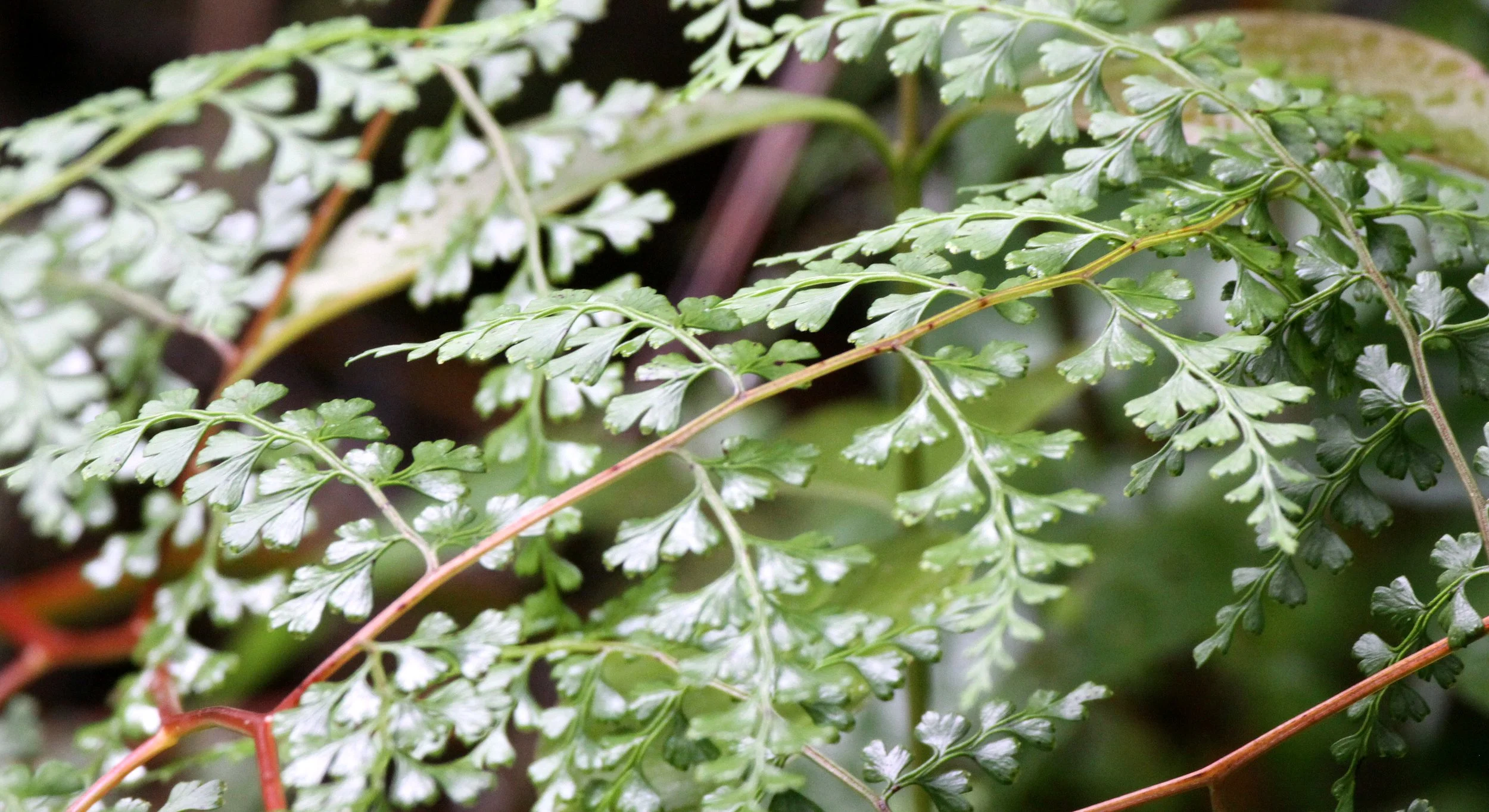 PLANT - FERN SPECIES - RANOMAFANA NATIONAL PARK MADGASCAR.JPG