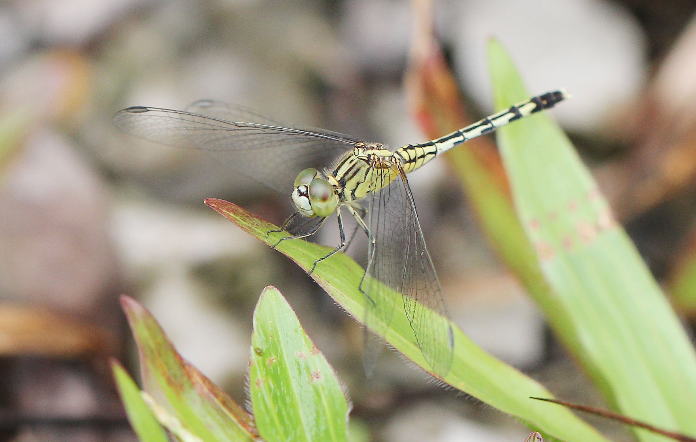 Chalky Percher (Diplacodes trivialis), a common species of dragonfly. 