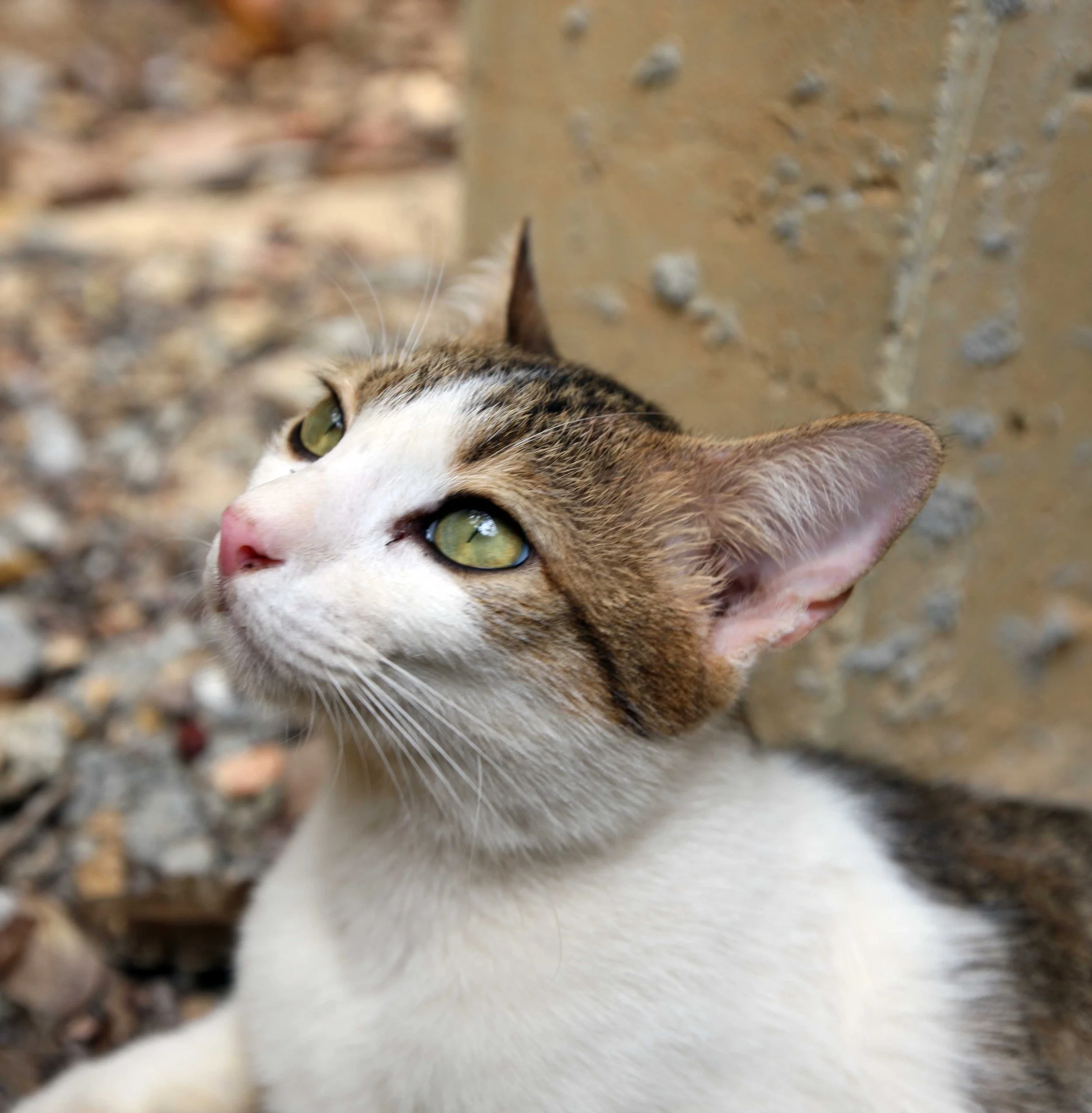 2015 Koh Lanta Songkran with friends from ISB (67).JPG