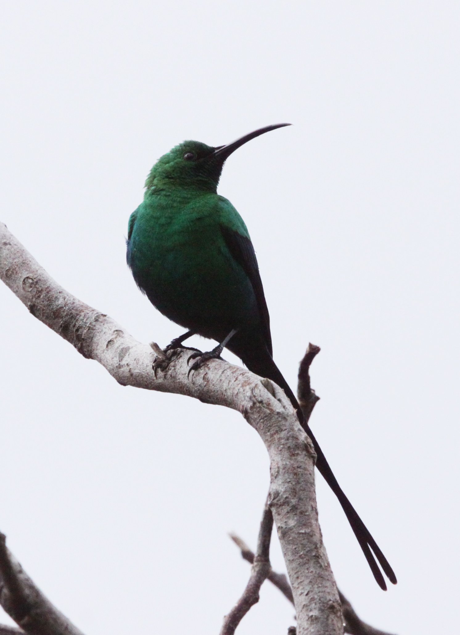 BIRD - SUNBIRD - MALACHITE SUNBIRD - NECTARINIA FAMOSA - SIMON'S TOWN TABLE MOUNTAIN - SOUTH AFRICA.JPG