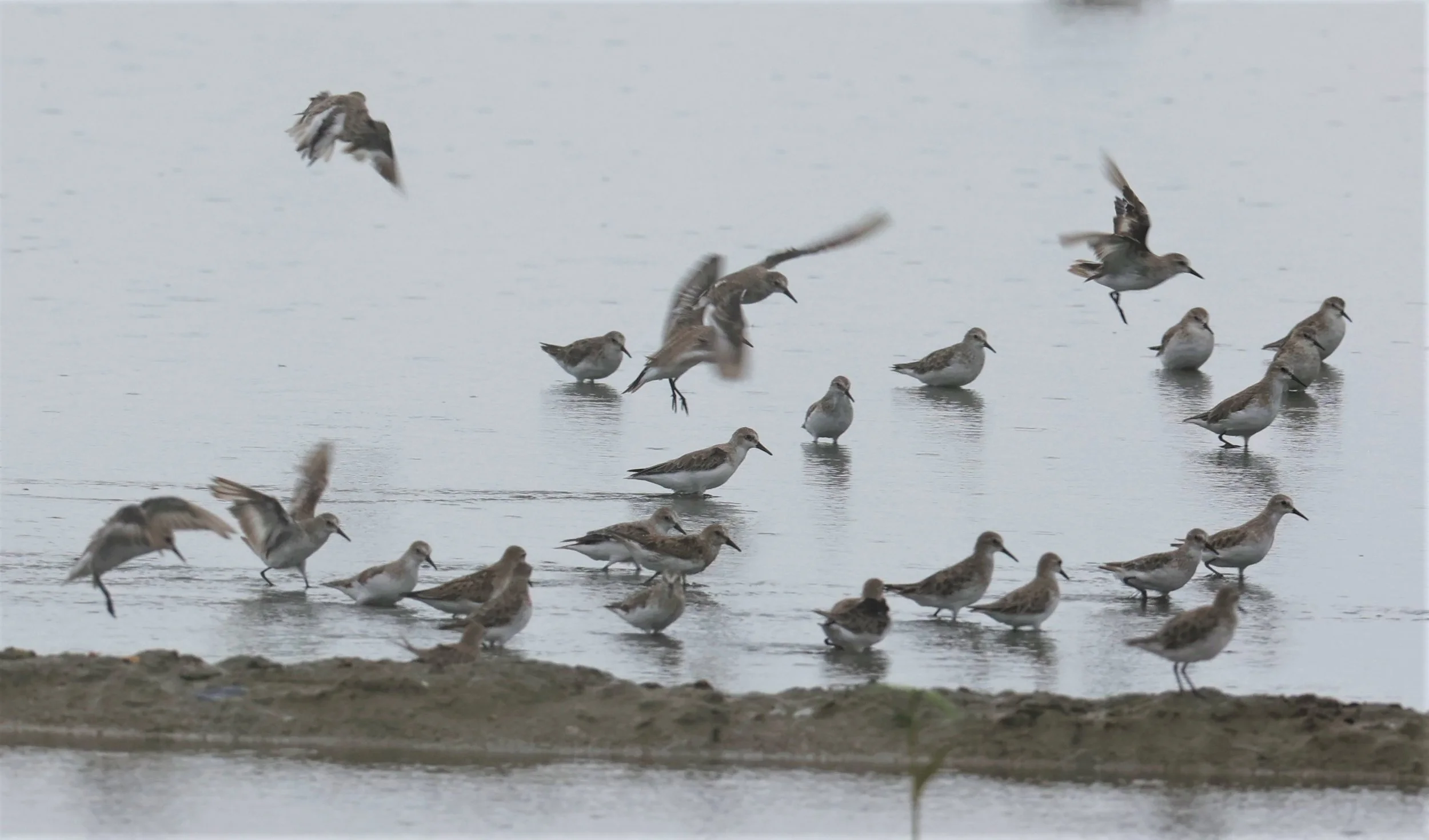 STINT - RED-NECKED STINT - Calidris ruficolis - BANG PAKONG SALT PANS CHACHOENGSAO WEST OF RIVER Sep 25 2021 (3).jpg