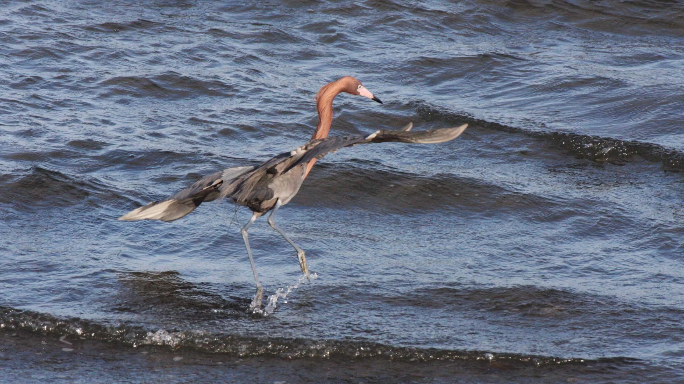 EGRET - REDDISH EGRET - Egretta rufescens - SAN IGNACIO LAGOON BAJA MEXICO (11).JPG