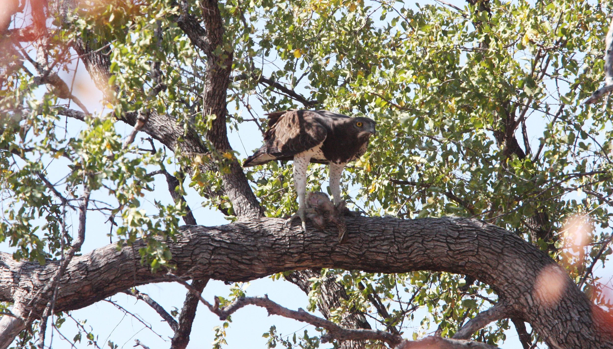 Polemaetus bellicosus - MARTIAL EAGLE - KRUGER NATIONAL PARK SOUTH AFRICA (5).JPG