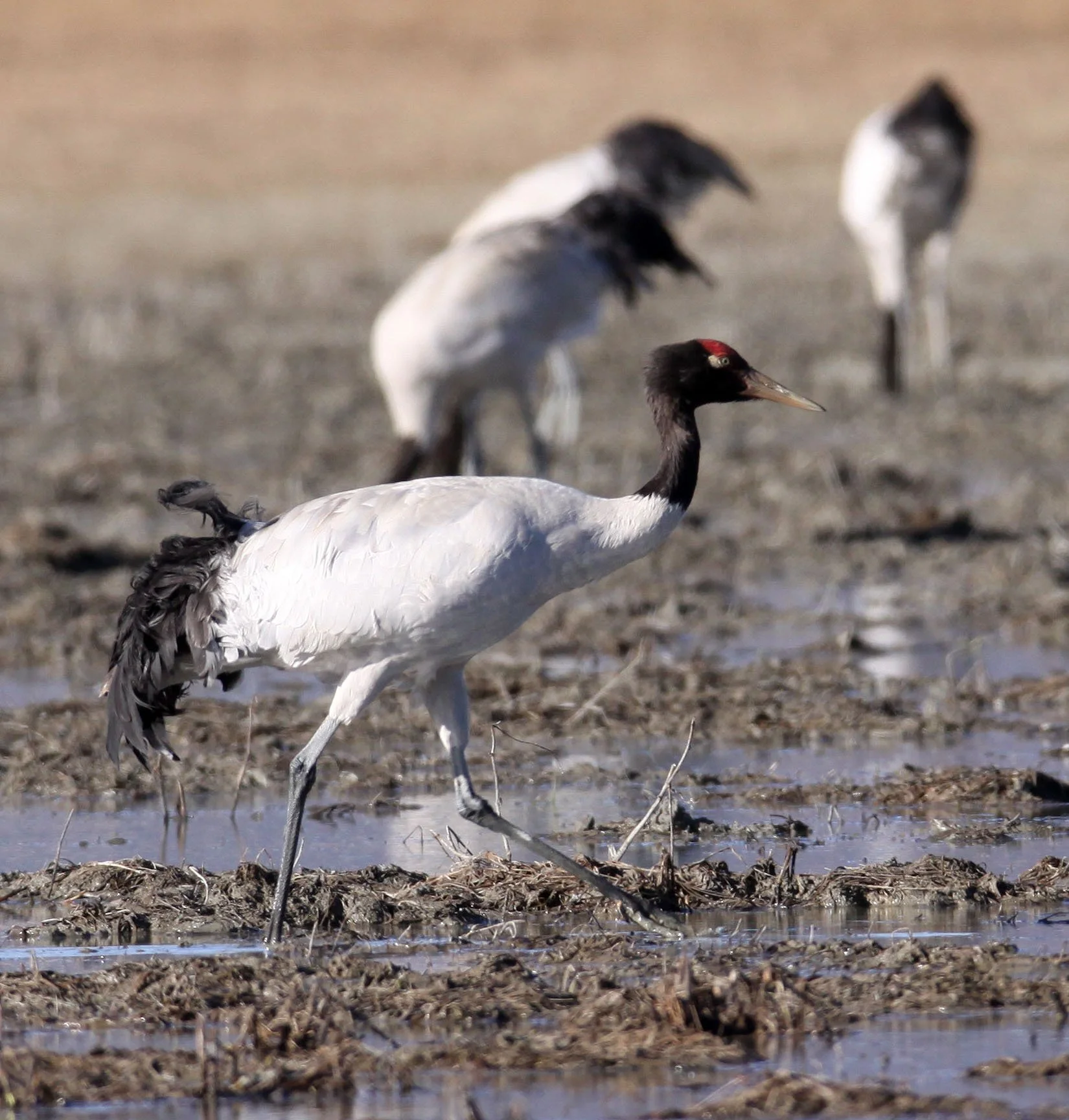 Grus nigricollis - BLACK-NECKED CRANE - NAPAHAI WETLANDS YUNNAN CHINA A (86).JPG