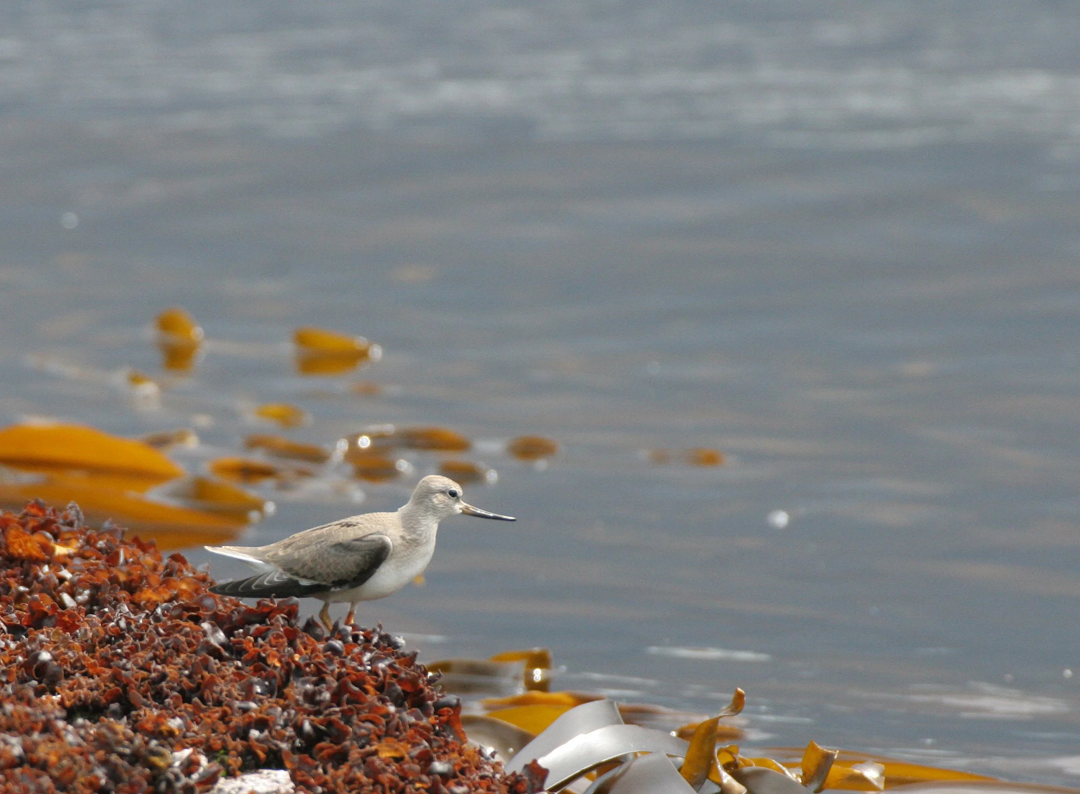 BIRD - SANDPIPER - TEREK SANDPIPER - KURIL ISLANDS RUSSIA (8).jpg