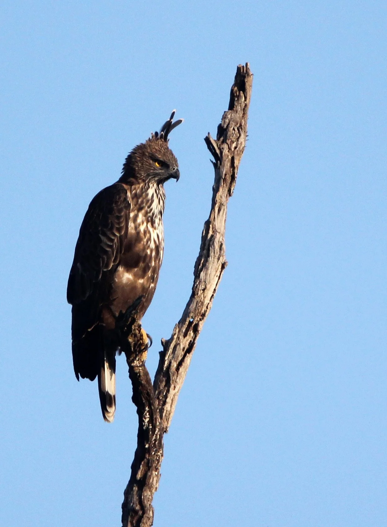 Nisaetus cirrhatus ceylanensis - SRI LANKAN CHANGEABLE HAWK EAGLE - UDAWALAWA NATIONAL PARK SRI LANKA (41).JPG