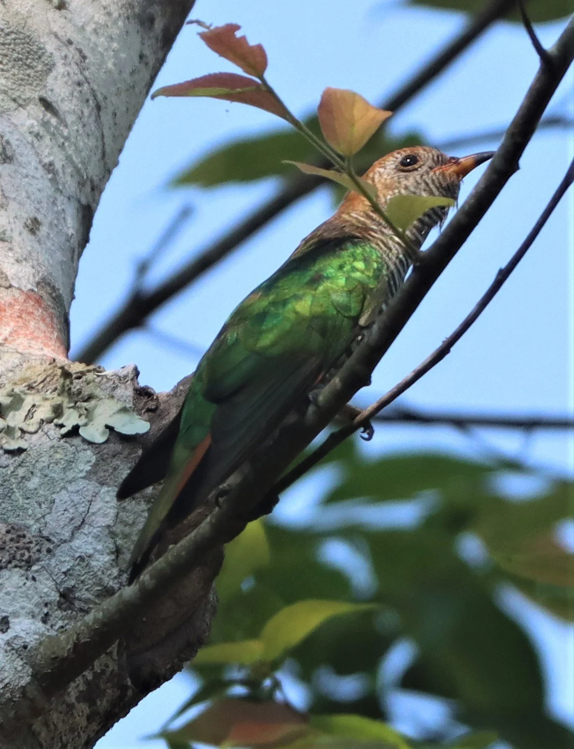Asian Emerald Green Cuckoo (Chrysococcyx maculatus) Khao Yai NP (10).jpg