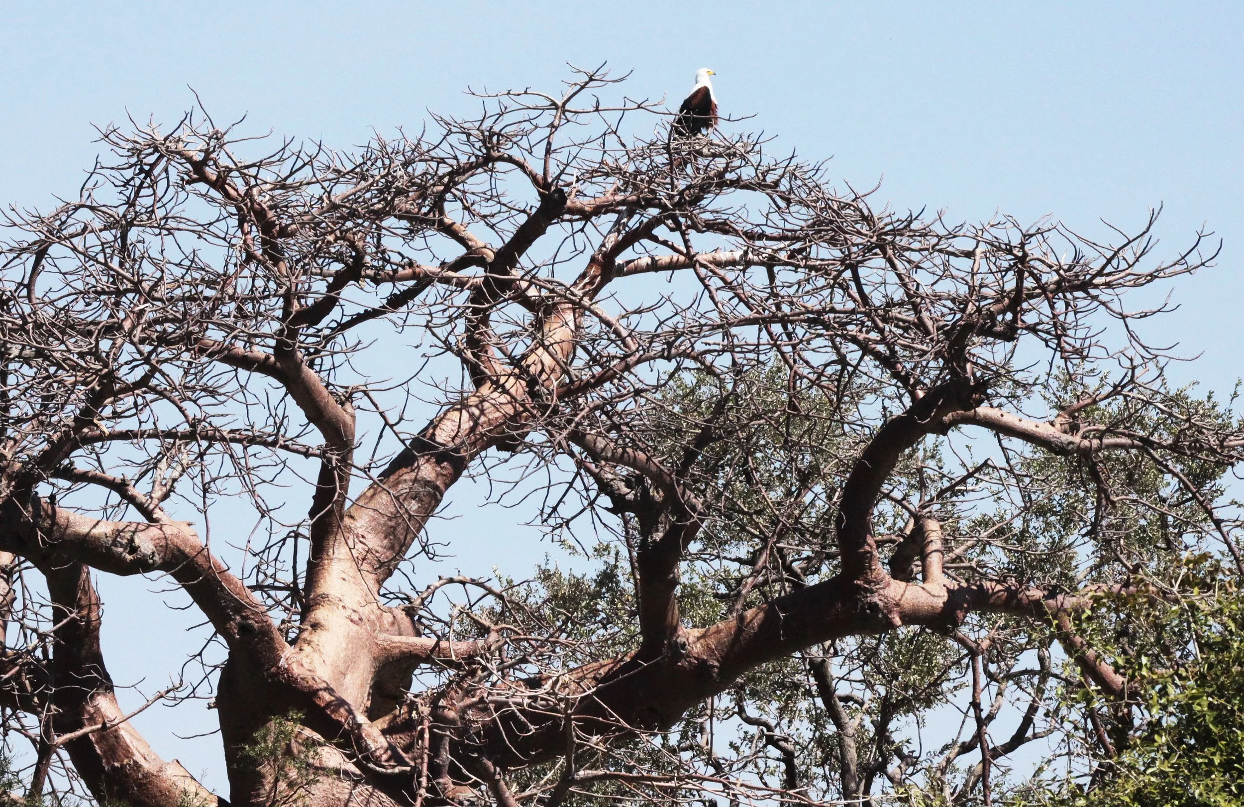 Haliaeetus vocifer - AFRICAN FISH EAGLE - CHOBE NATIONAL PARK BOTSWANA (1).JPG
