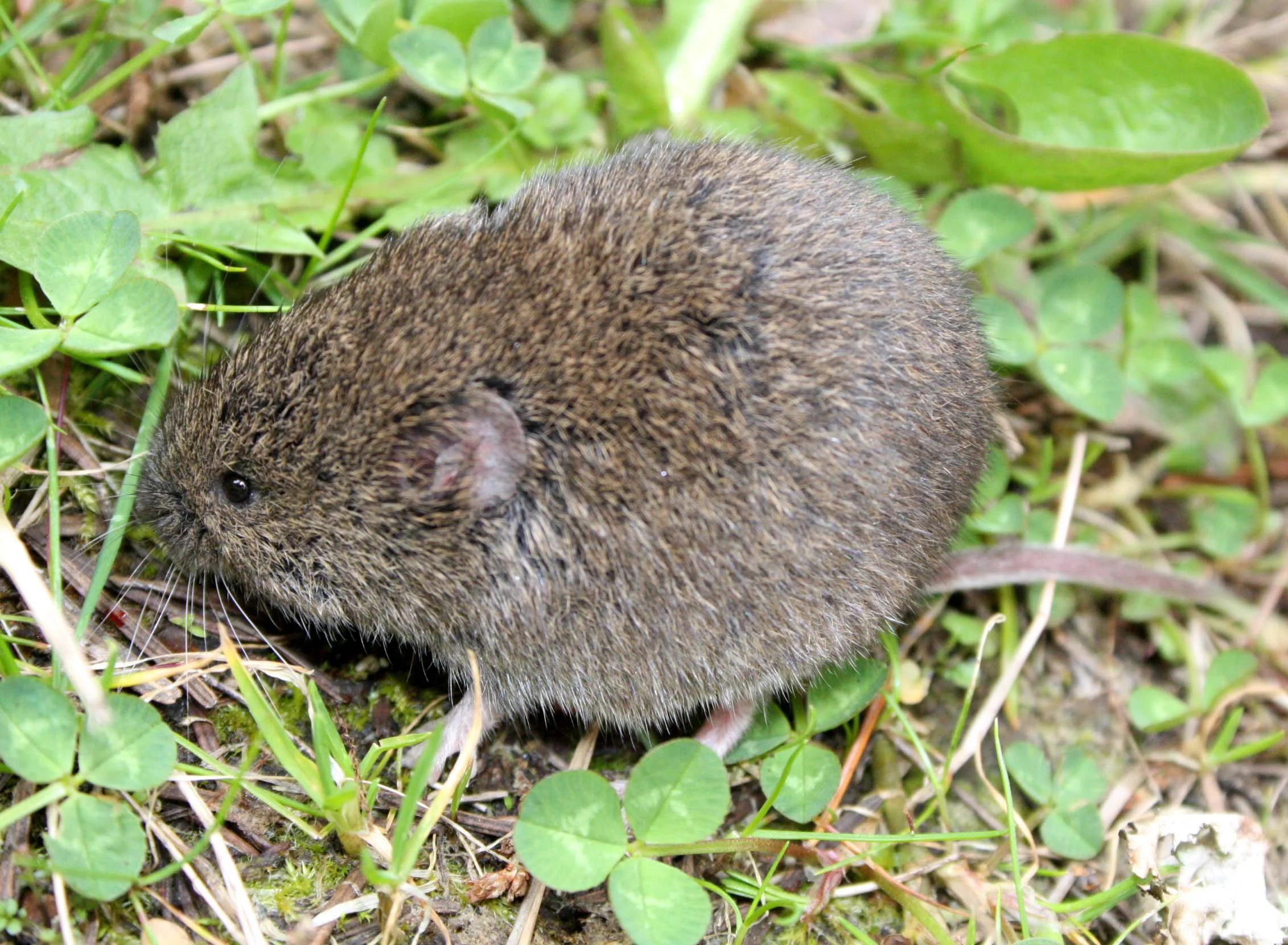 Microtus oregoni - CREEPING VOLE - LAKE FARM TRAILS WASHINGTON (7).JPG
