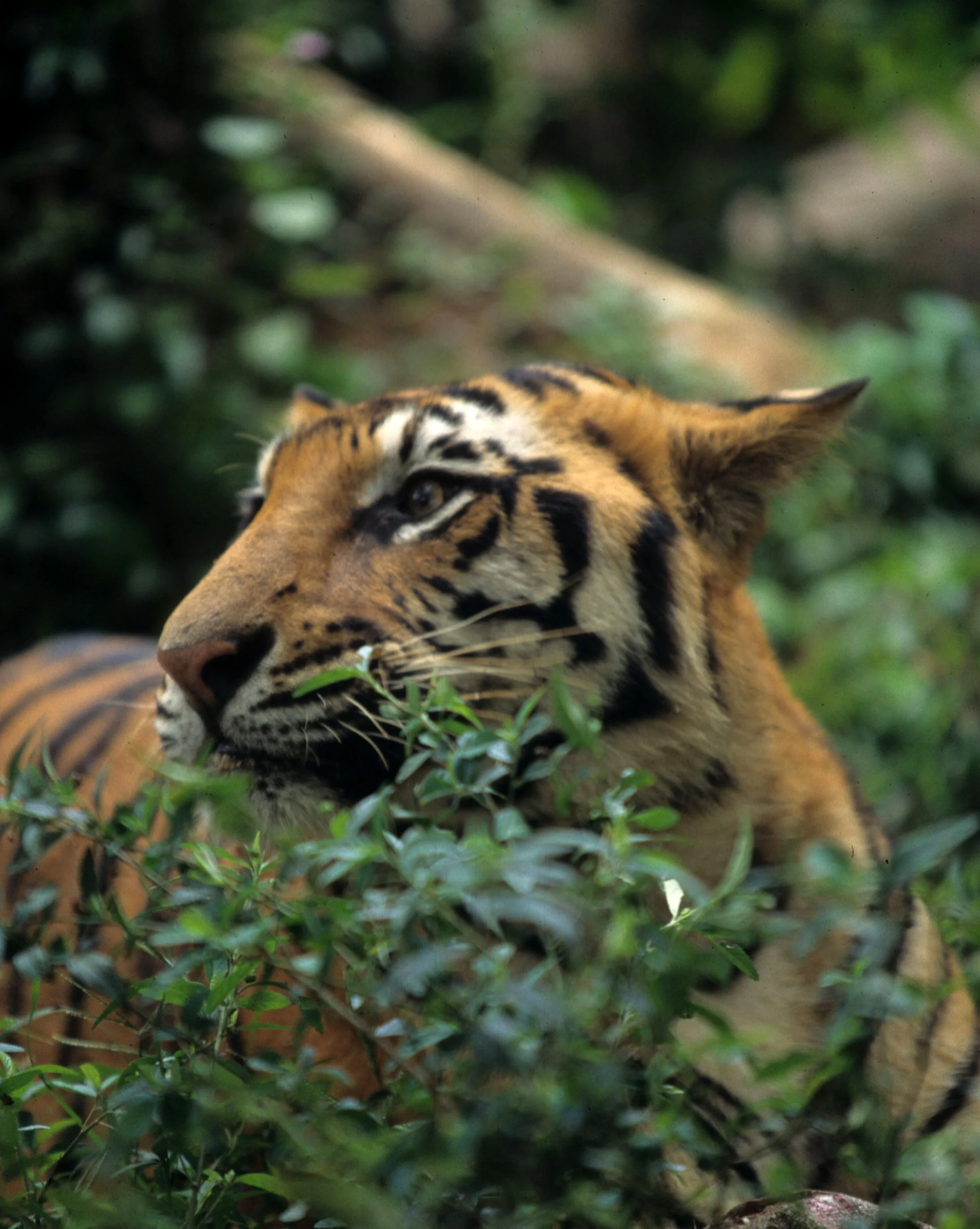 TIGER.jpg