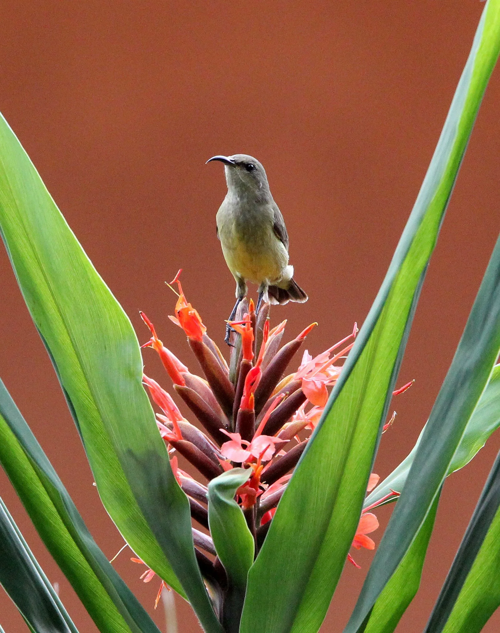 BIRD - SUNBIRD - OLIVE SUNBIRD - CYANOMITRA OLIVACEA - RUHENGERI RWANDA (14).jpg