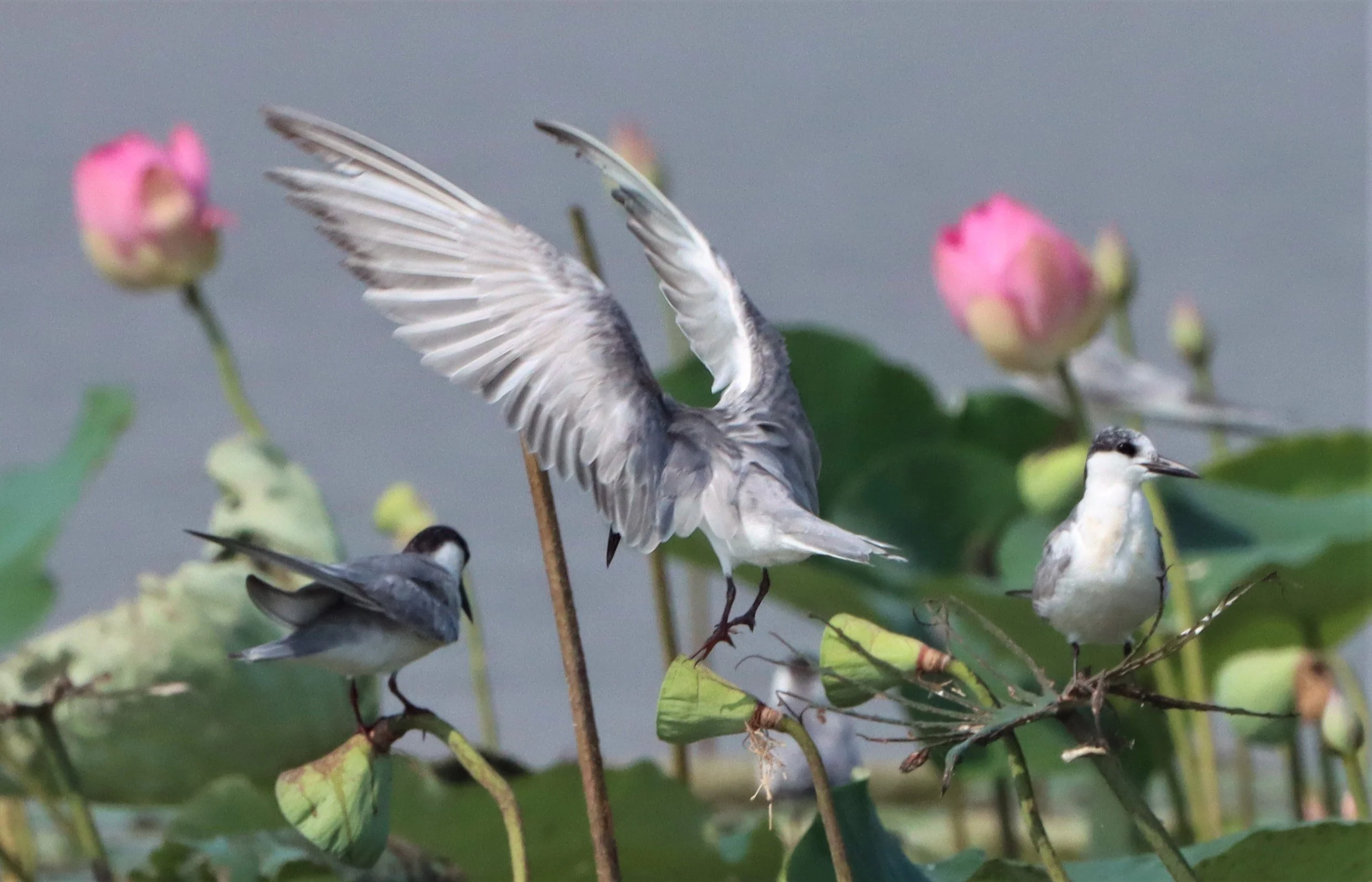 TERN - WHISKERED TERN - Chlidonias hybridus - BUENG BORAPHET (24).jpg