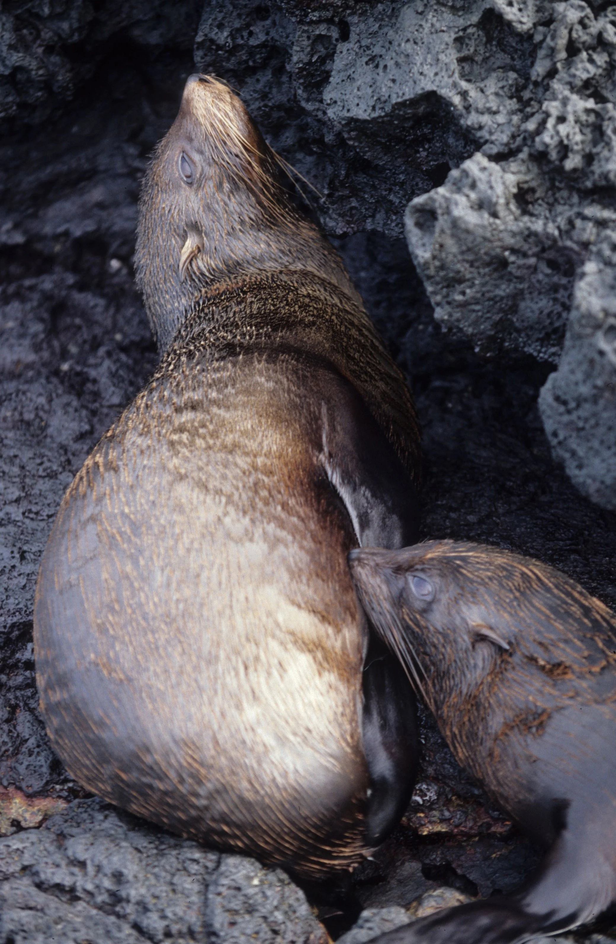 Arctocephalus galapagoensis - GALAPAGOS FUR SEAL - GALAPAGOS ISLANDS (3).jpg