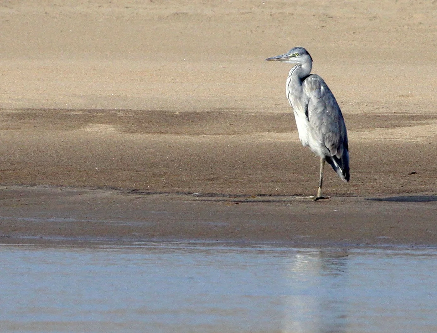HERON - GREY HERON - Ardea cinerea - NANJI HILL RESERVE POYANG LAKE, JIANGXI PROVINCE, CHINA (21).JPG