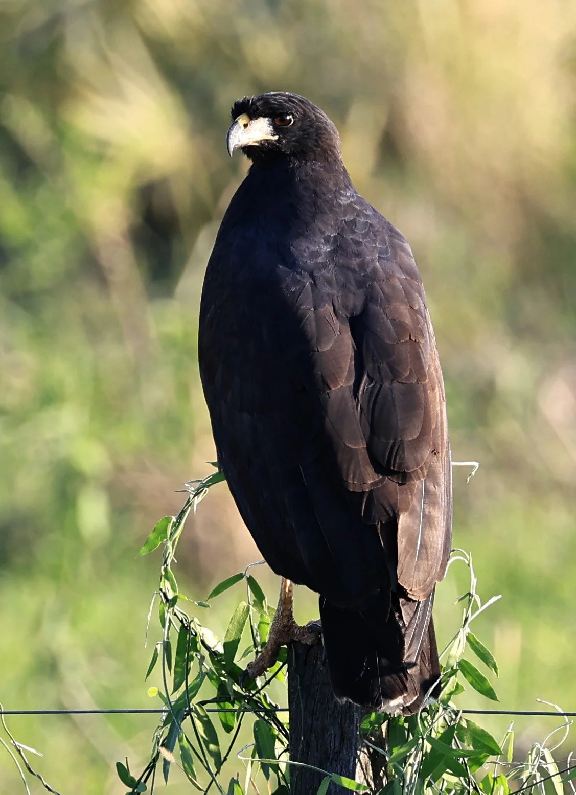 Great Black Hawk (Buteogallus urubitinga) Wetlands along Road between Pozo Colorado & Asuncion (5).jpg