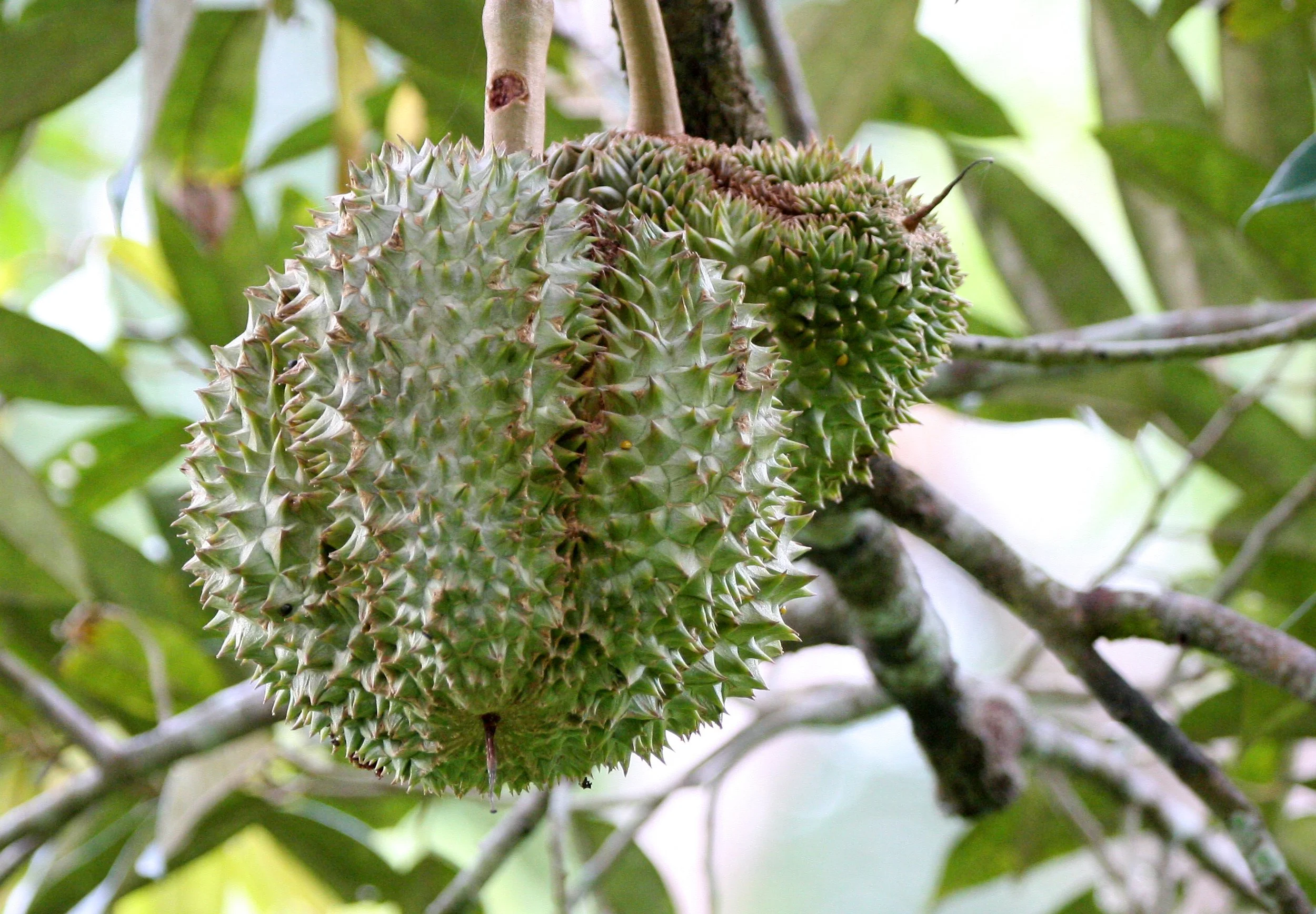 2008 Promluk Property And Family - Nawarn, Dad, etc (60).JPG