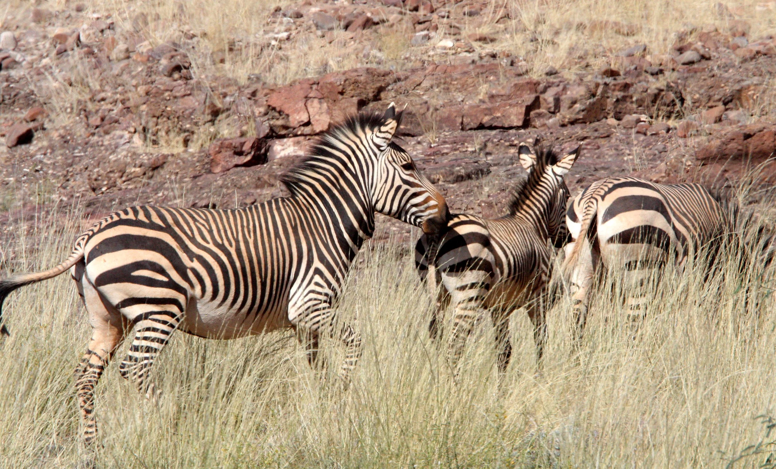 Equus zebra hartmannae - HARTMANN'S MOUNTAIN ZEBRA - DAMARALAND, NAMIBIA (28).JPG