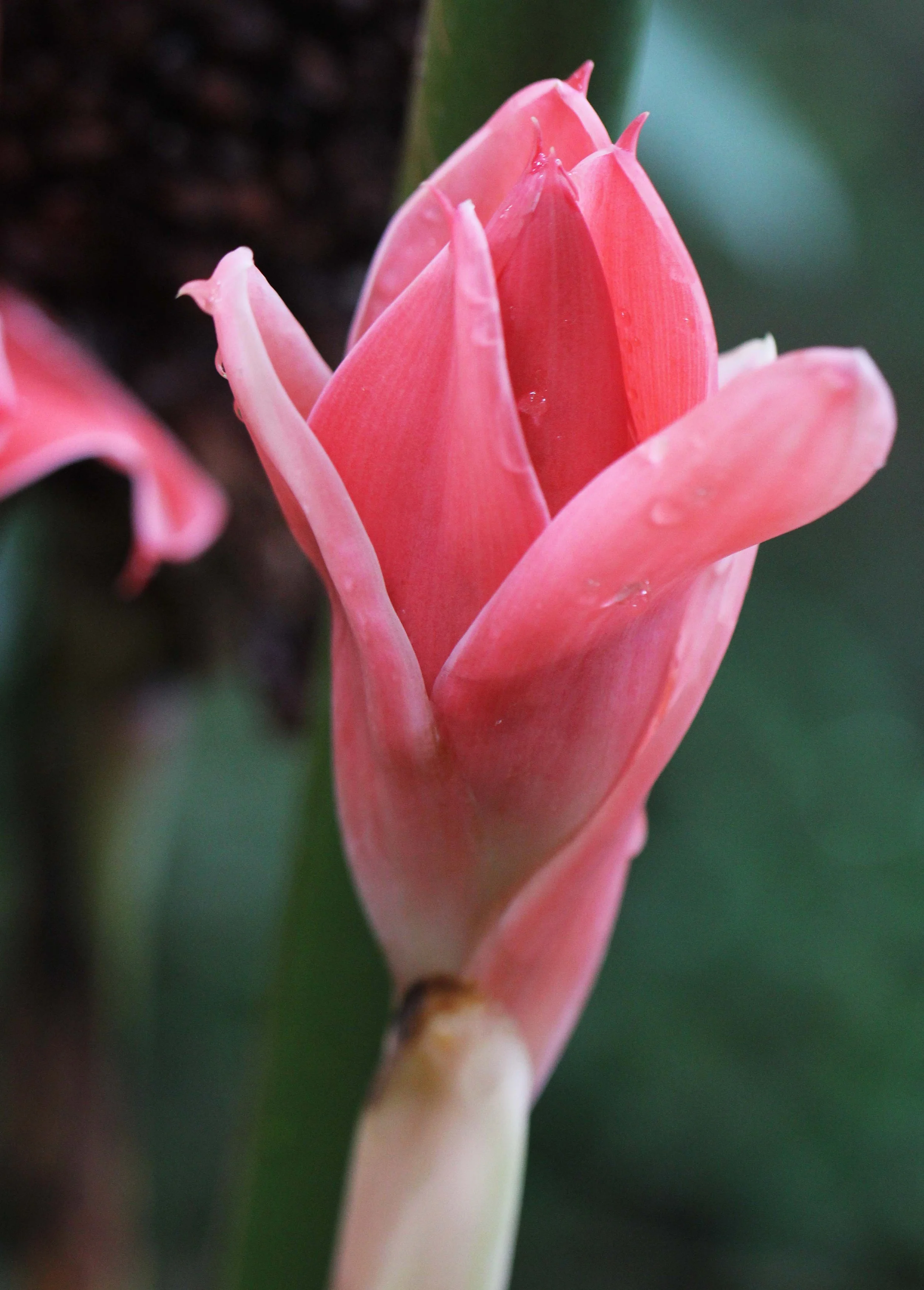 2013 in Nakhonsithammarat and some Krabi with Family (36).JPG