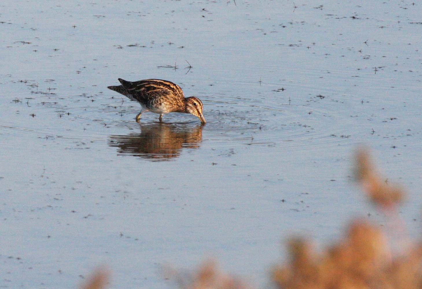 BIRD - SNIPE - COMMON SNIPE - KHAO SAM ROI YOT THAILAND (4).JPG
