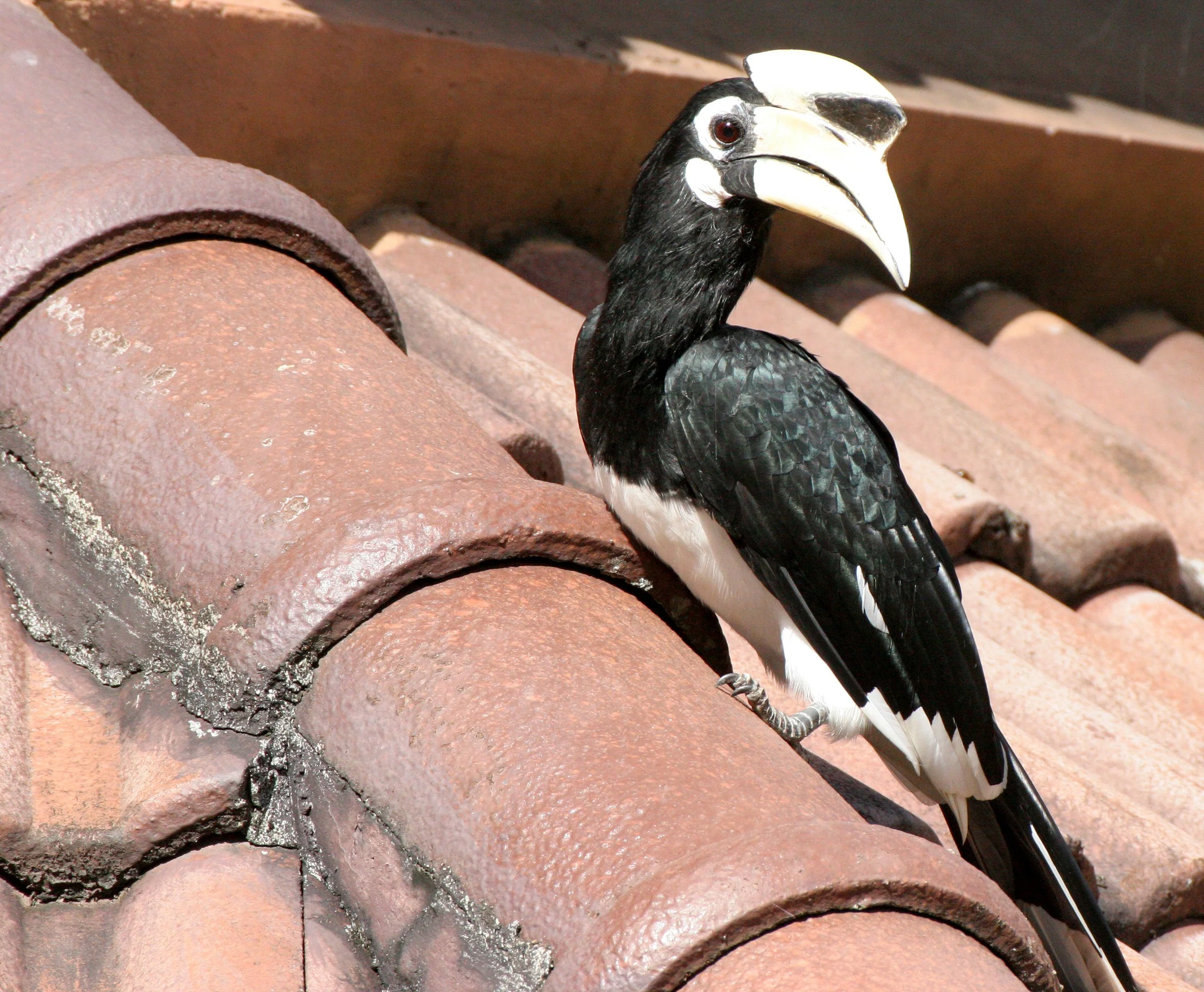 HORNBILL - ORIENTAL PIED HORNBILL - Anthracoceros albirostris - KHAO YAI NATIONAL PARK THAILAND (13).JPG
