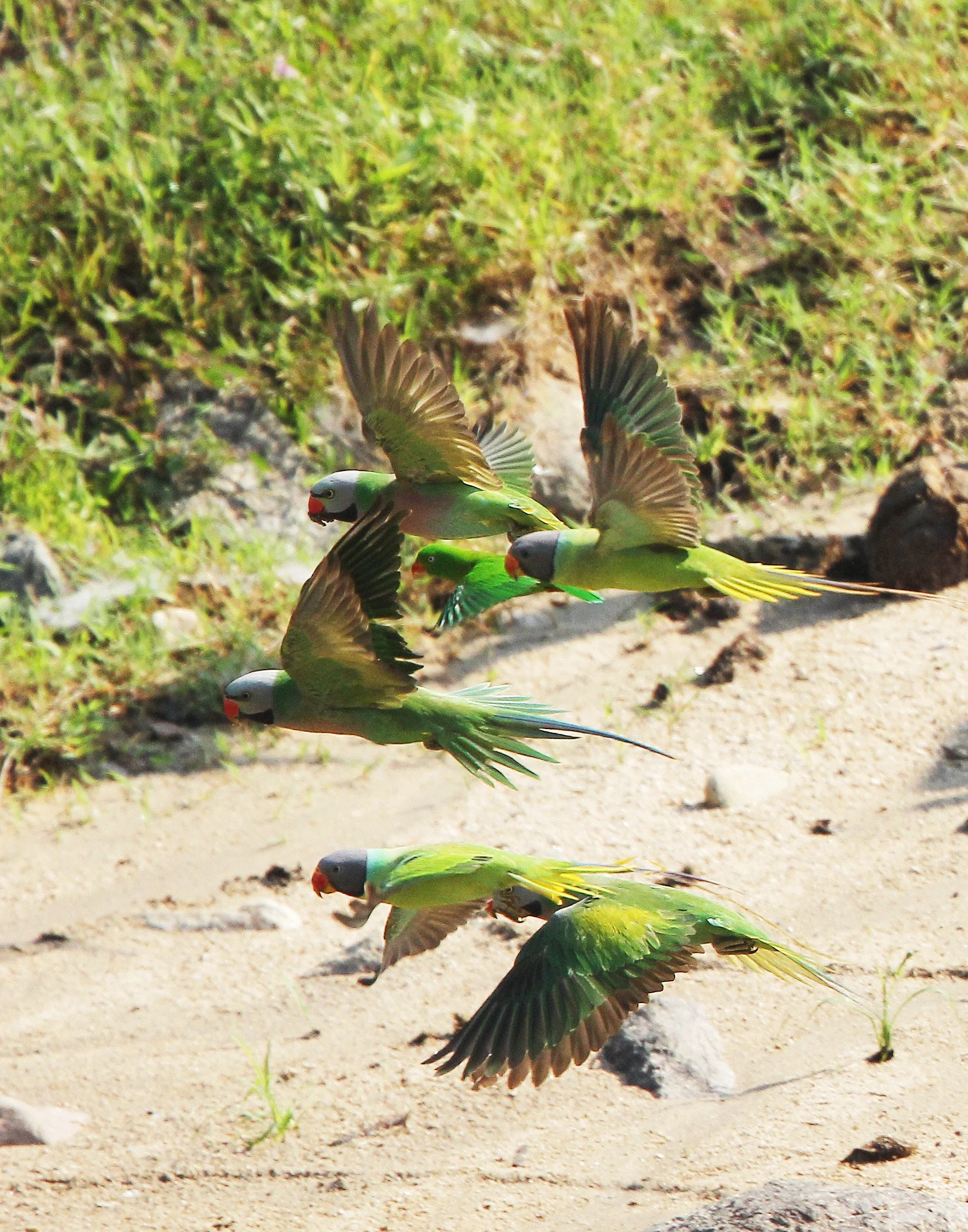 BIRD - PARAKEET - RED BREASTED, GREY-HEADED PARAKEETS & VERNAL HANGING PARROT -  HUAI KHA KHAENG NATURE RESERVE - THAILAND (57).jpg