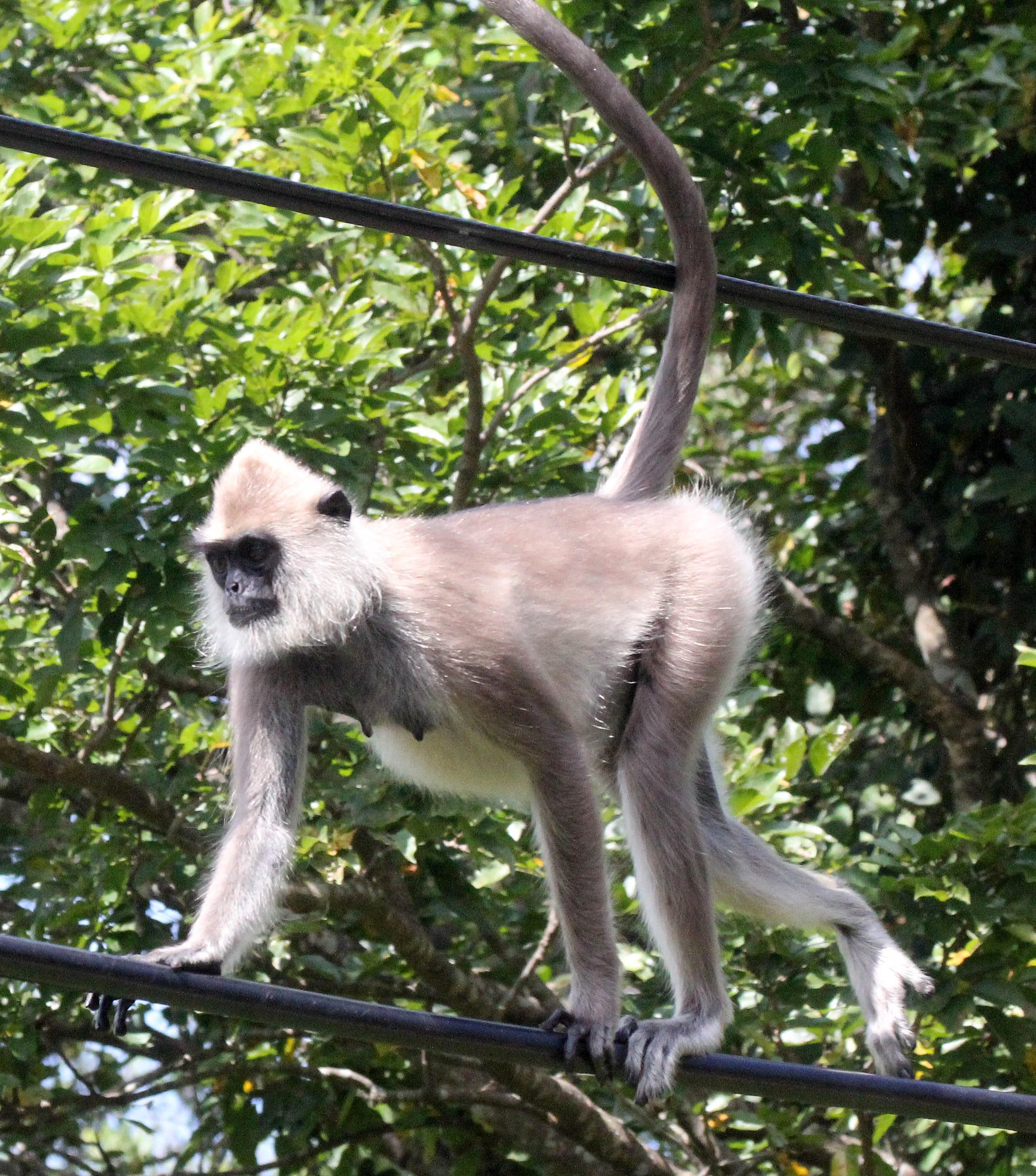 CERCOPITHECIDAE - Semnopithecus priam thersites - SRI LANKAN GRAY (TUFTED) LANGUR - SRIGIRIYA FOREST AND FORTRESS AREA SRI LANKA (48).JPG