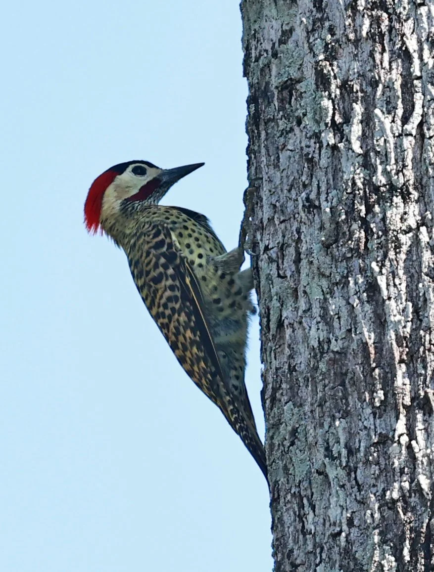 Woodpecker - Green-barred Woodpecker - Colaptes melanochloros - Pousada Aguape - Fazenda São José Zona Rural, Aquidauana, Mato Grosso do Sul, Brazil (8).jpg