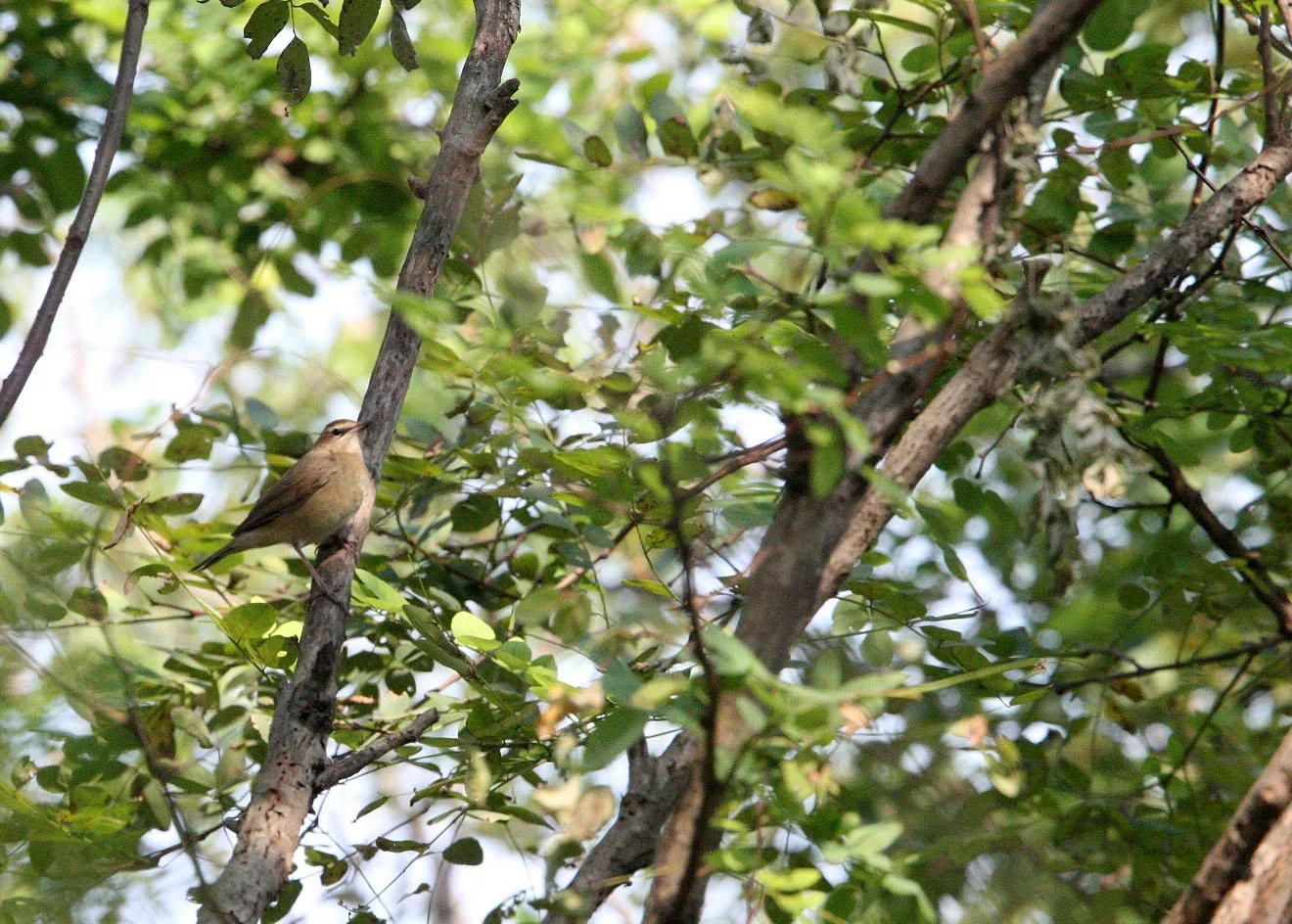 Eyebrowed thrush (Turdus obscurus) Nankou Rudong China (7).JPG