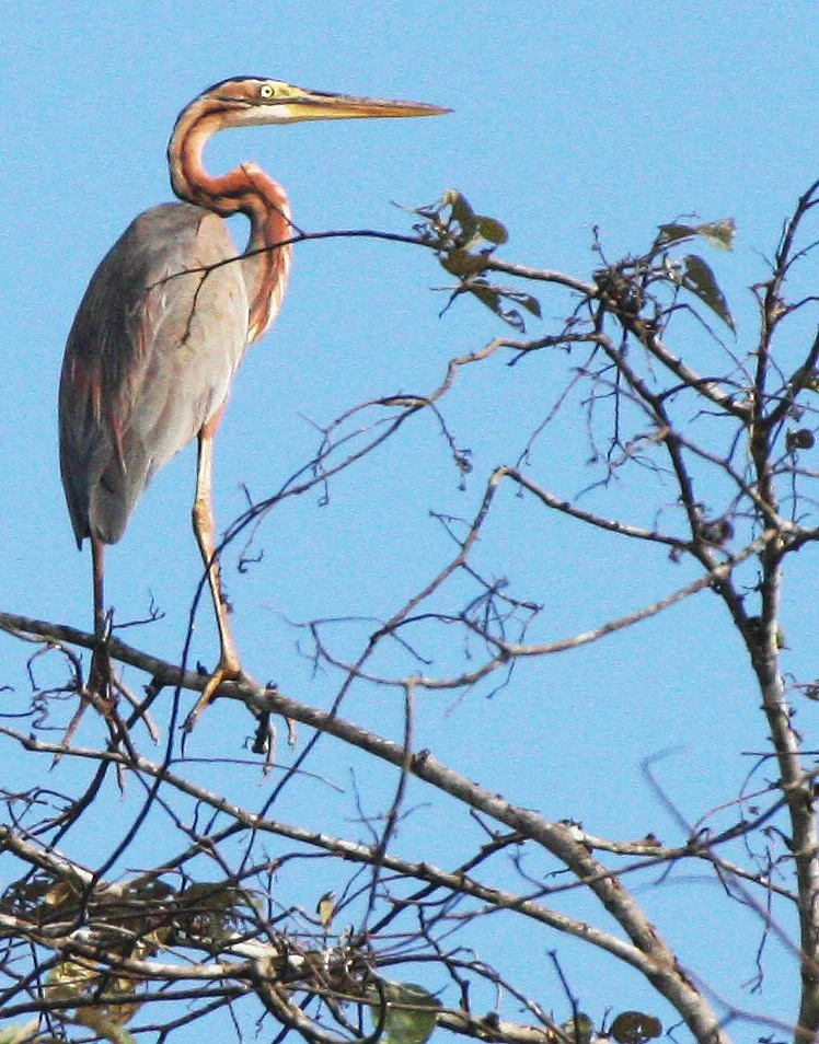 HERON - PURPLE HERON - Ardea purpurea - KINABATANGAN RIVER BORNEO  (17).JPG