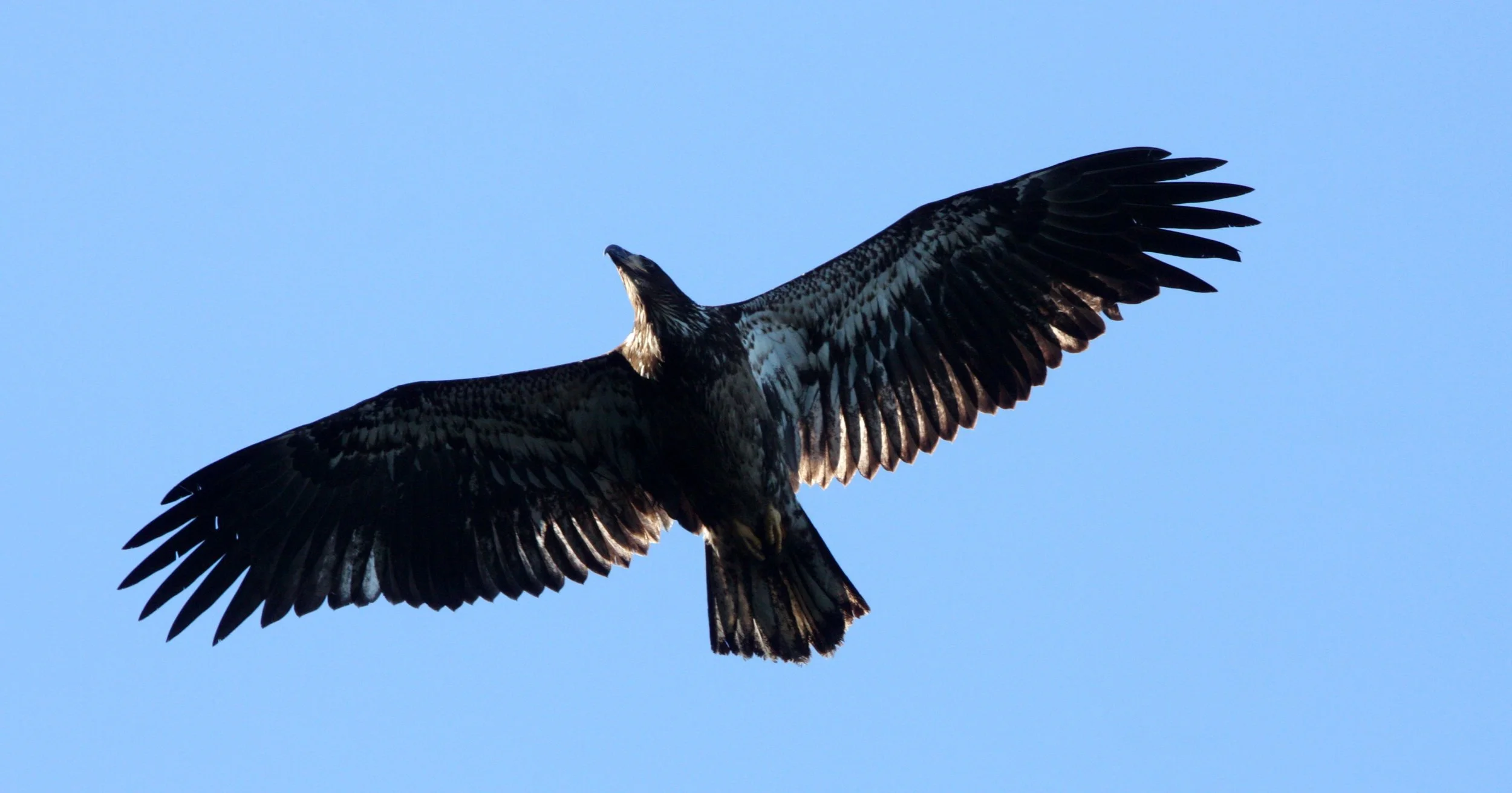 Haliaeetus leucocephalus - AMERICAN BALD EAGLE - IMMATURE - CAPE FLATTERY WA (1).JPG