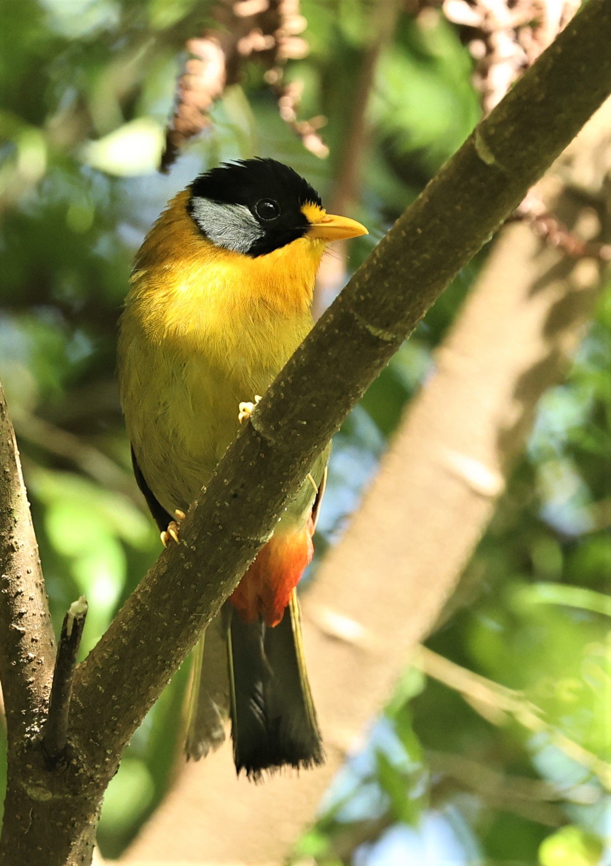 Leiothrix argentauris - SILVER-EARED MESIA - FRASER'S HILL, MALAYSIA JUNE 2022 (26).jpg