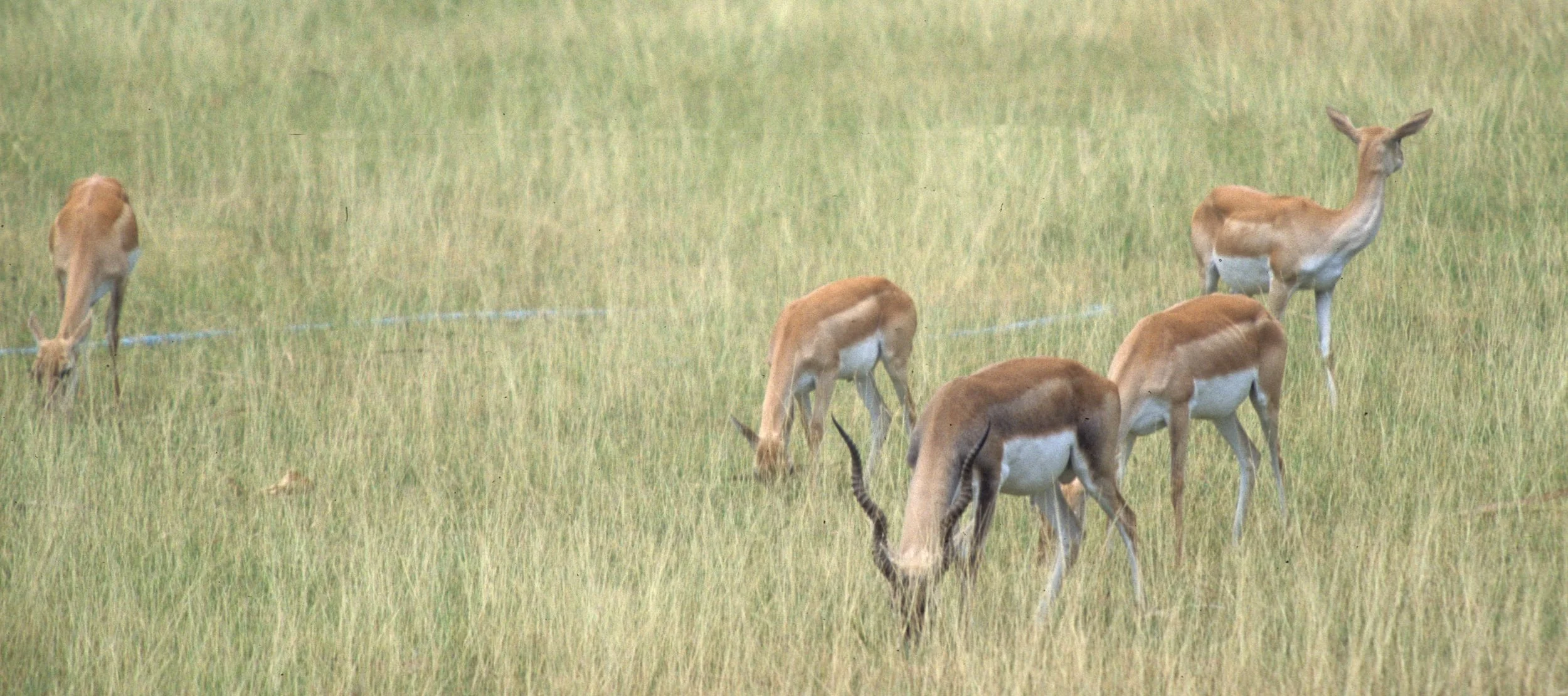BOVID - SPECIES A  - KALEODEO INDIA A.jpg
