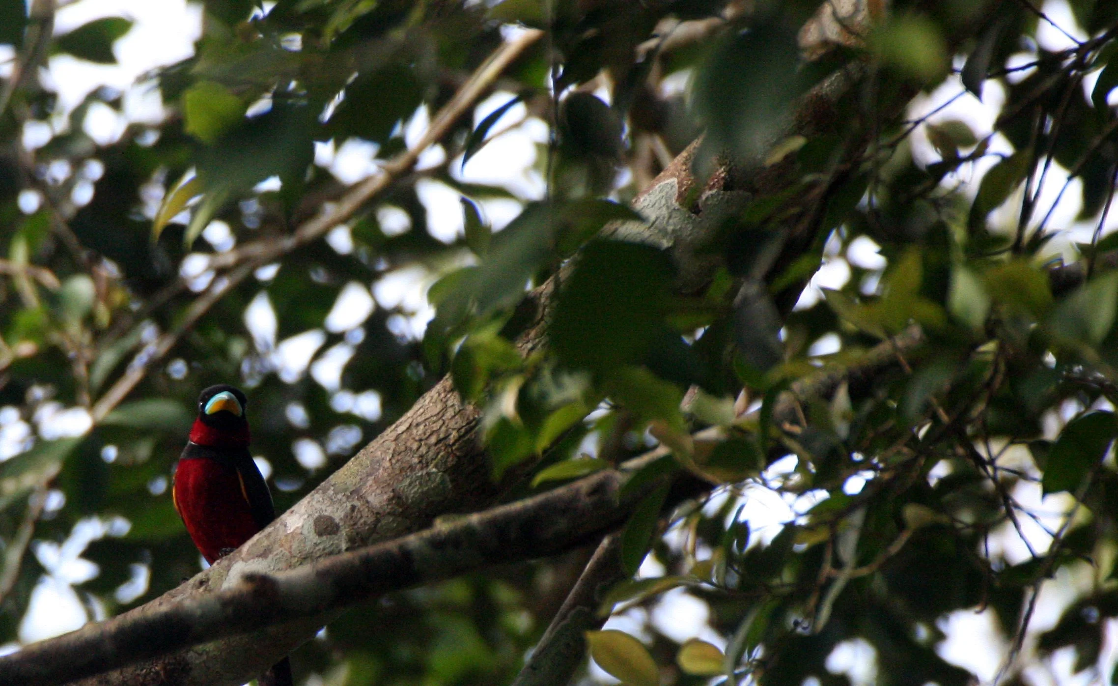 BROADBILL - BLACK AND RED BROADBILL - Cymbirbynchus macrorhynchus - KAENG KRACHAN NP THAILAND (25).JPG