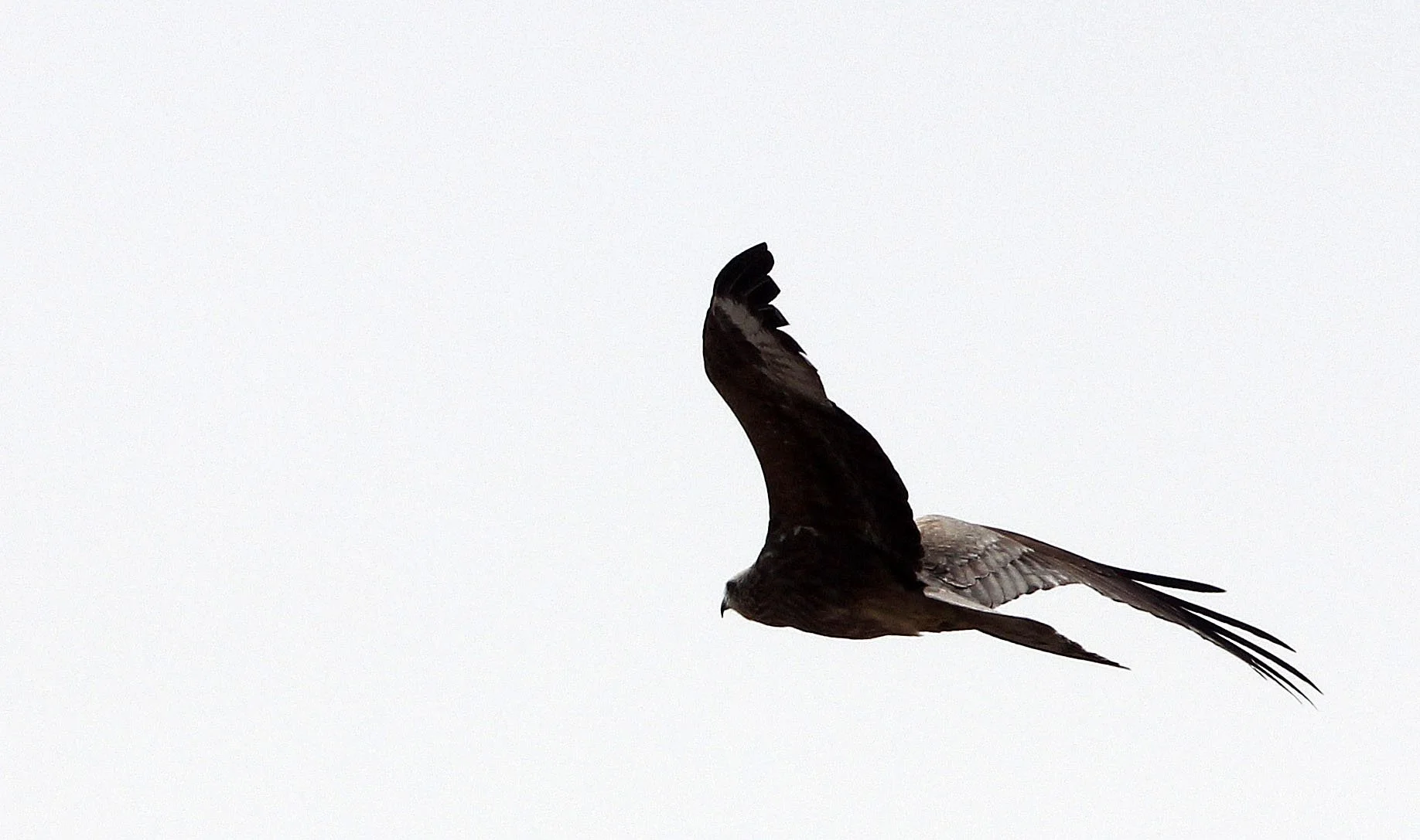 Milvus migrans lineatus - BLACK-EARED KITE - LOP NUR WILD BACTRIAN CAMEL RESERVE - XINJIANG CHINA (16).JPG
