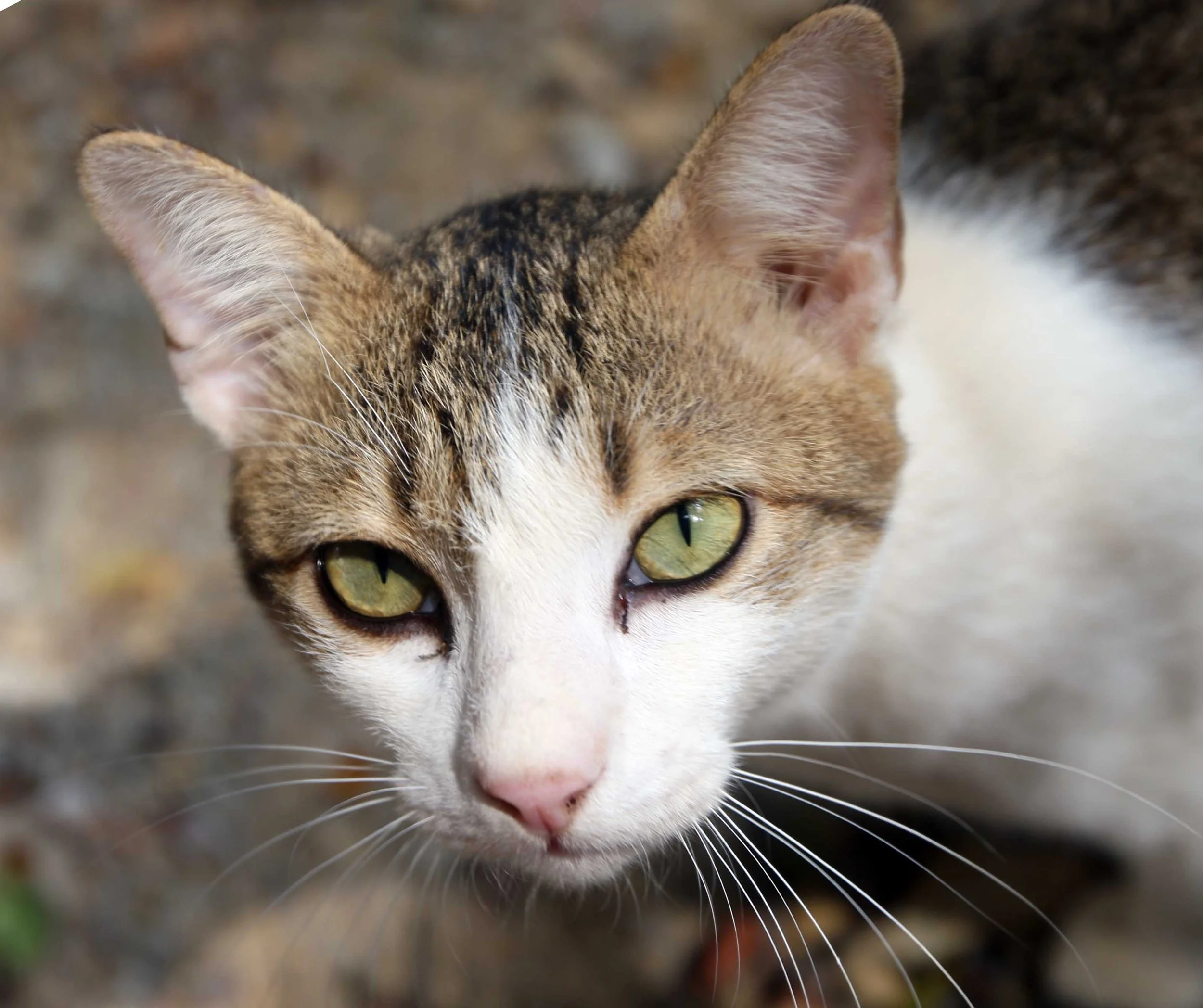 2015 Koh Lanta Songkran with friends from ISB (36).JPG