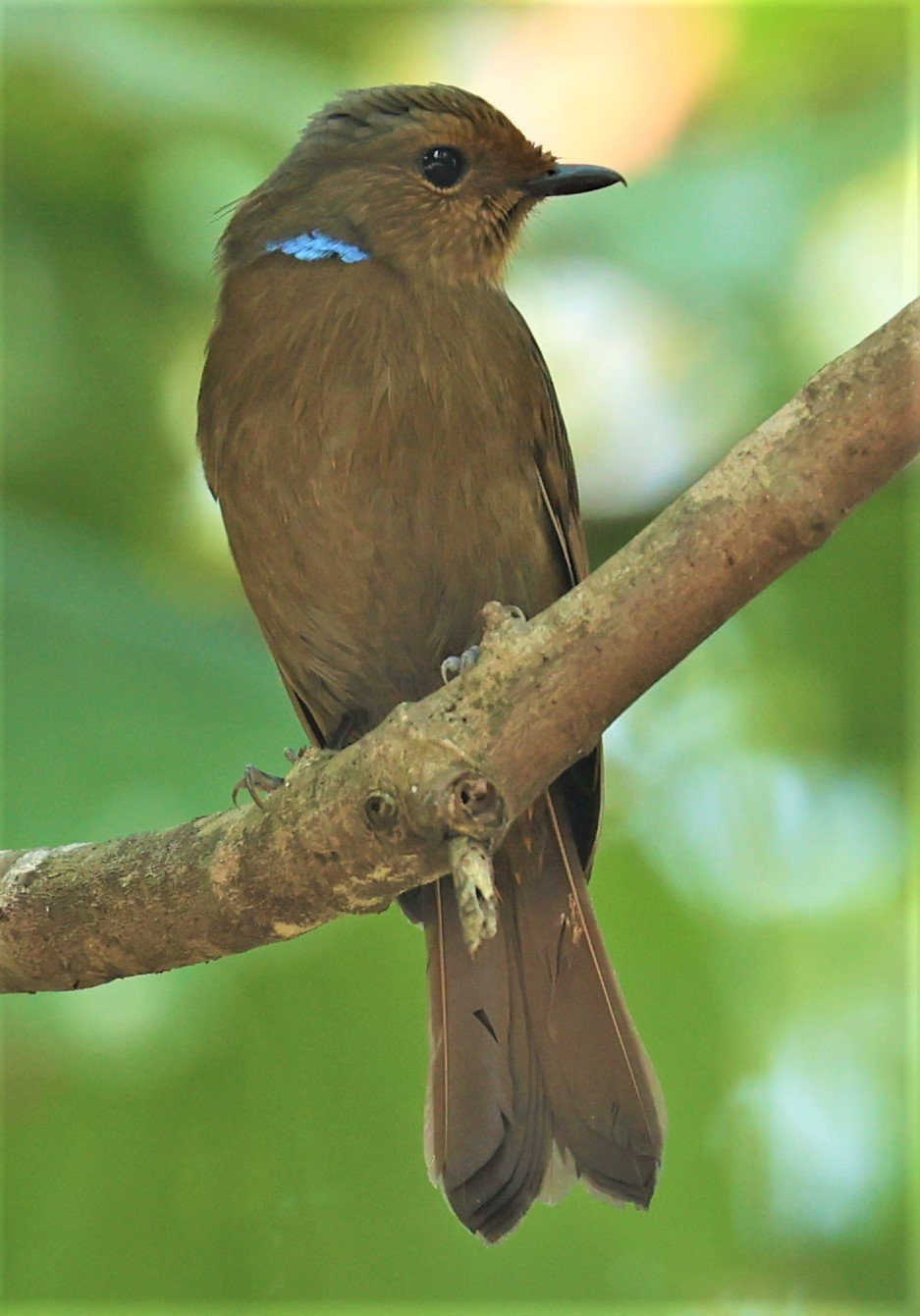 NILTAVA - LARGE NILTAVA - Niltava grandis - DOI DOI ANG KHANG CHIANG MAI FEB 2022 (46).jpg