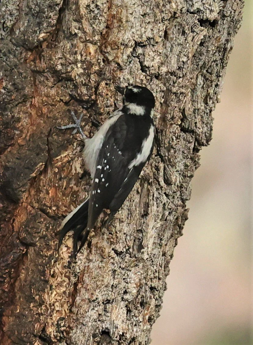 Leuconotopicus villosus - HAIRY WOODPECKER - CAVE CREEK ARIZONA AUGUST 2022 (6).jpg