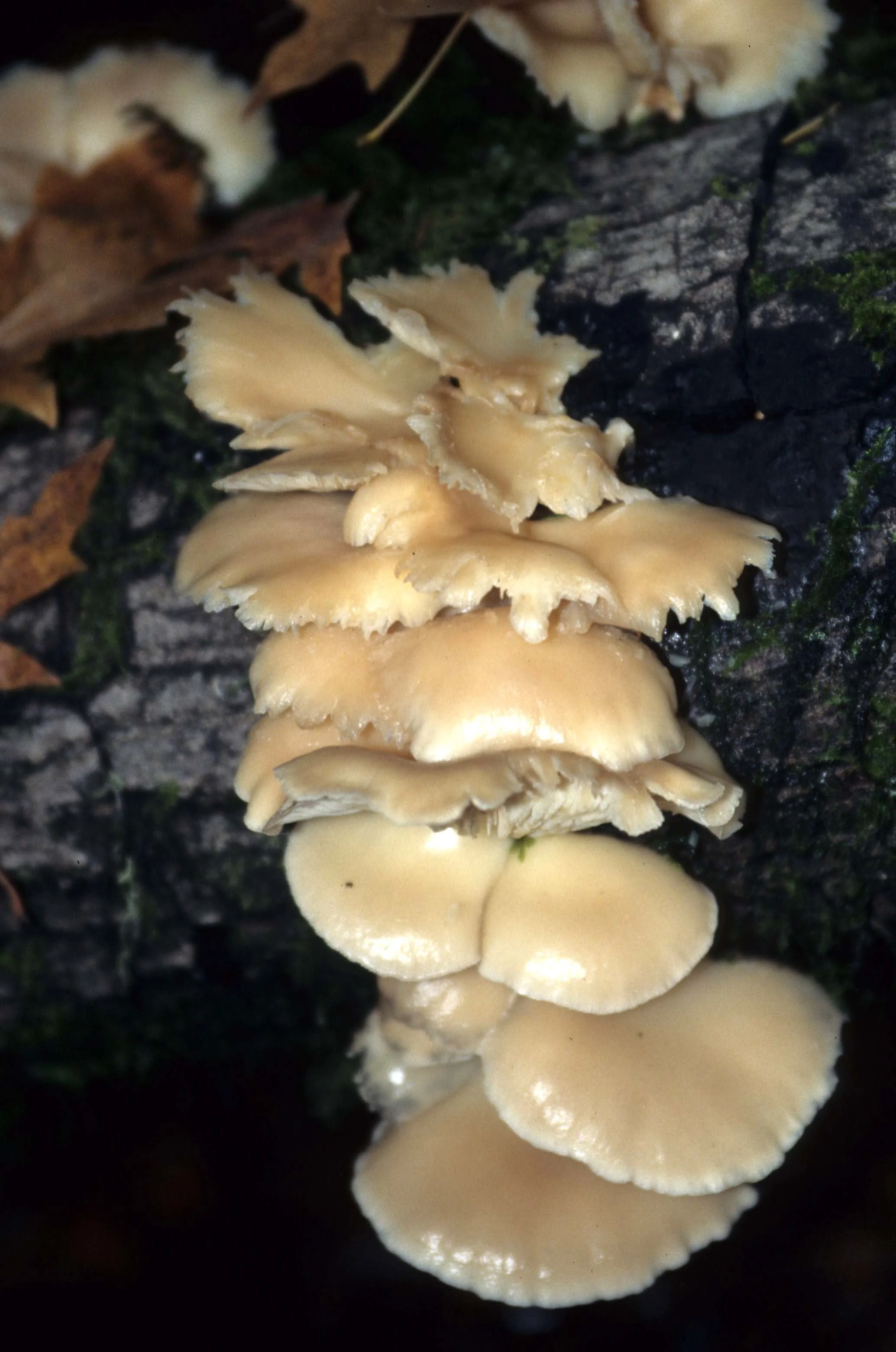 CALIFORNIA - REDWOODS NP - FUNGUS SPECIES.jpg