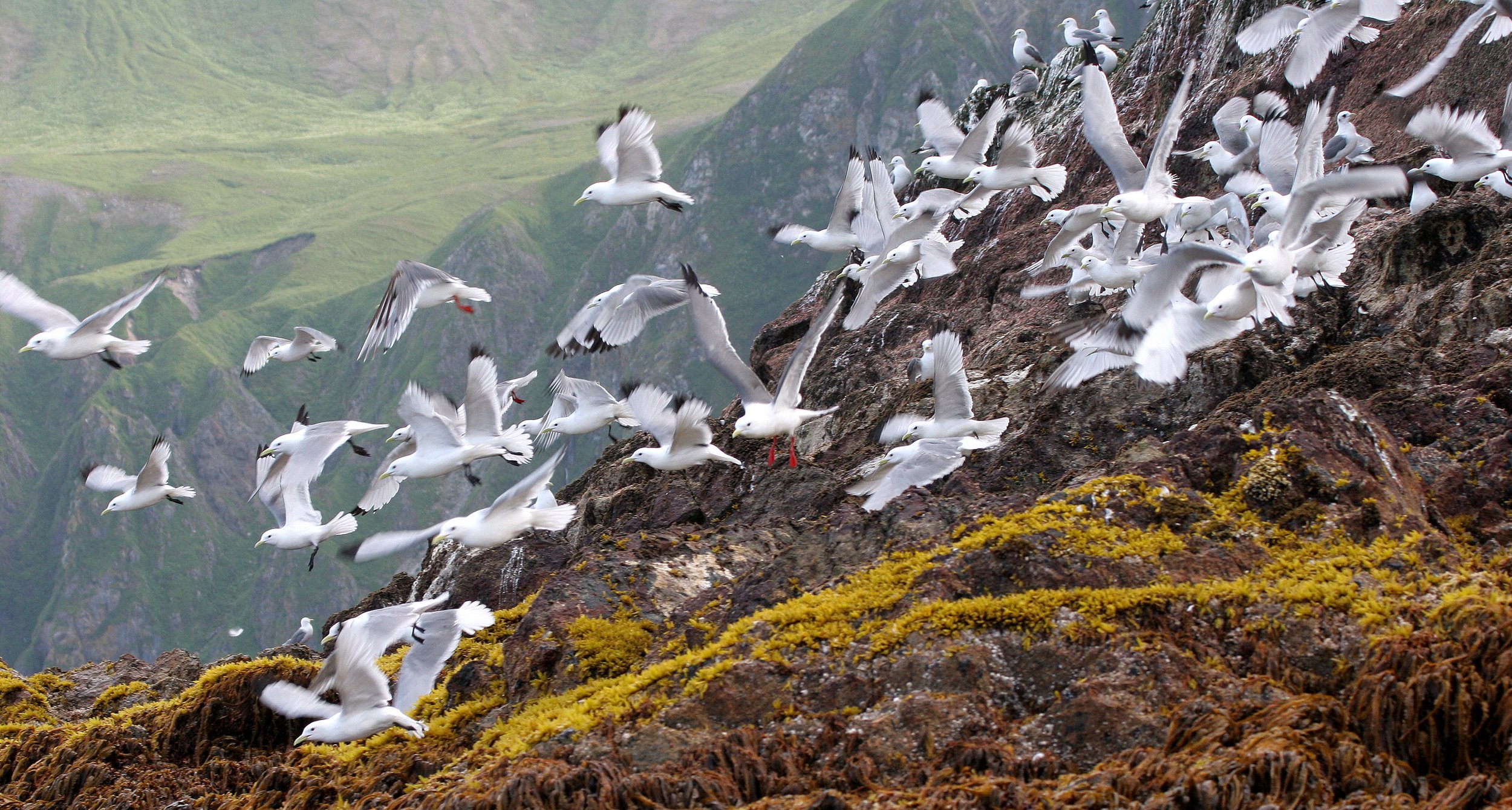 BIRD - KITTIWAKE - BLACK-LEGGED - ON COMMANDERS RUSSIA (9).jpg