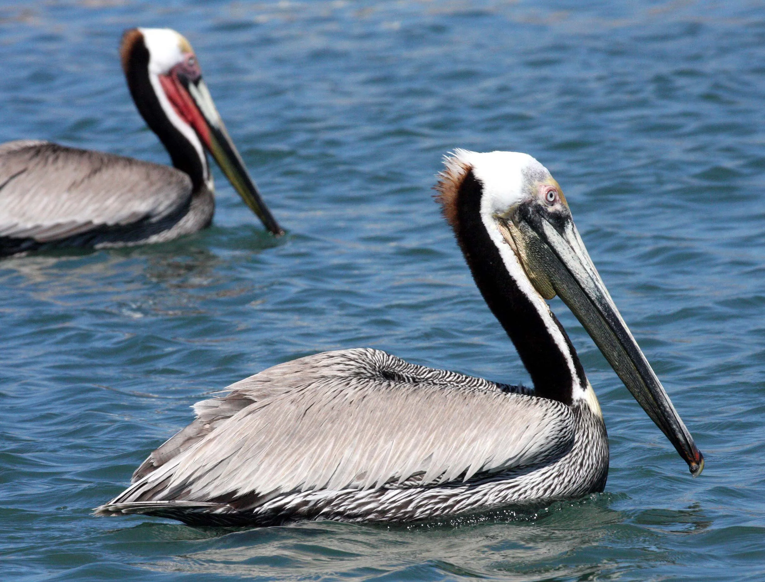 Pelecanus occidentalis - BROWN PELICAN - BAHIA DE LORETO HARBOR MEXICO (11).JPG