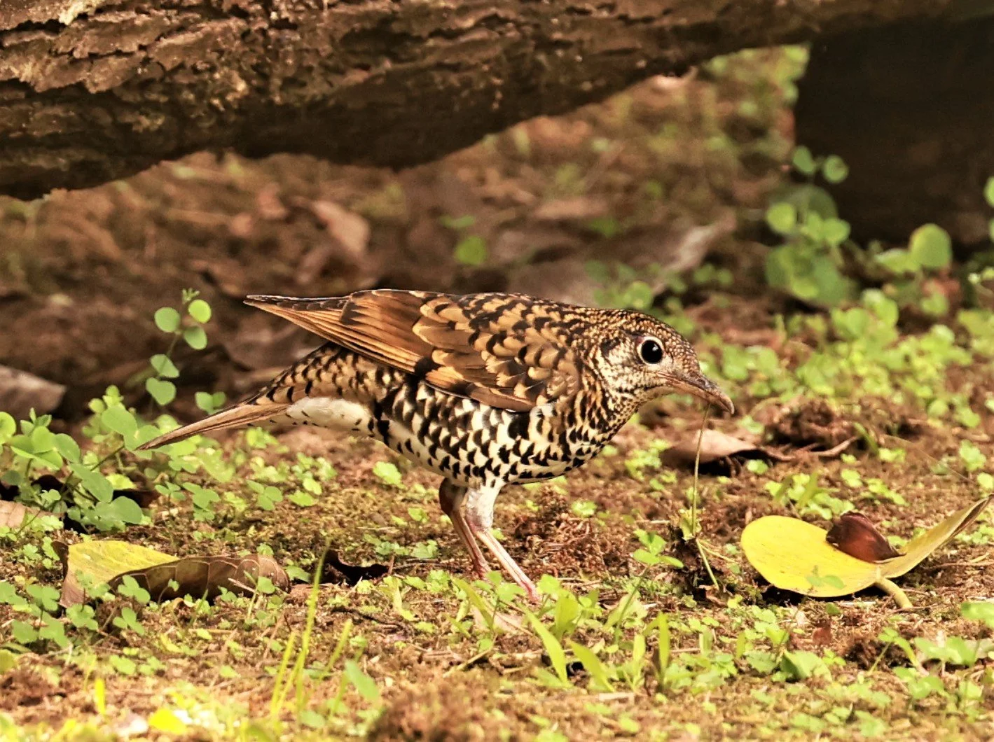 Scaly Thrush (Zoothera dauma) Doi Ang Kang Chiang Mai (43).jpg