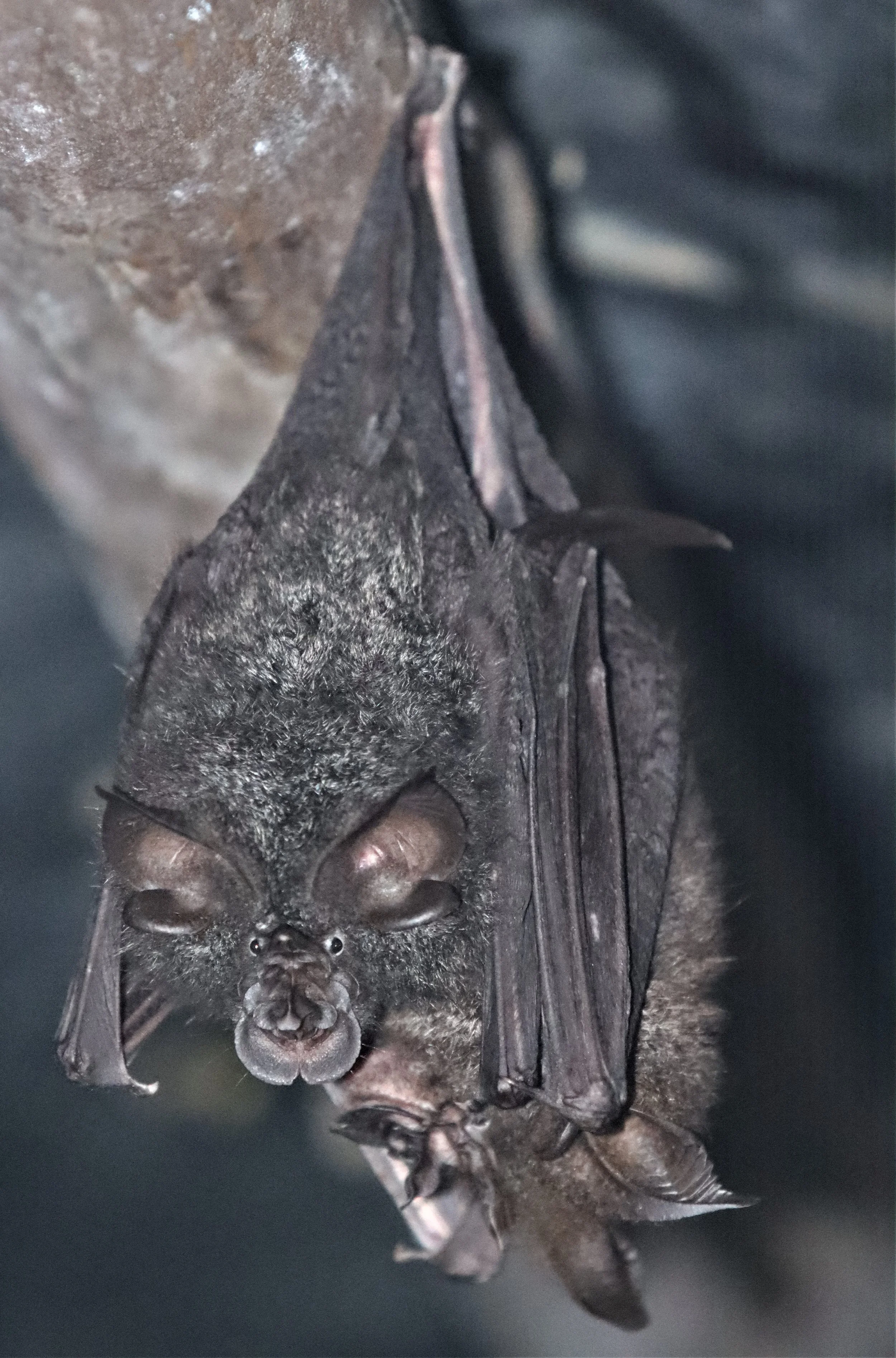 Rhinolophus luctus Great Woolly Horseshoe Bat — Coke Smith Wildlife
